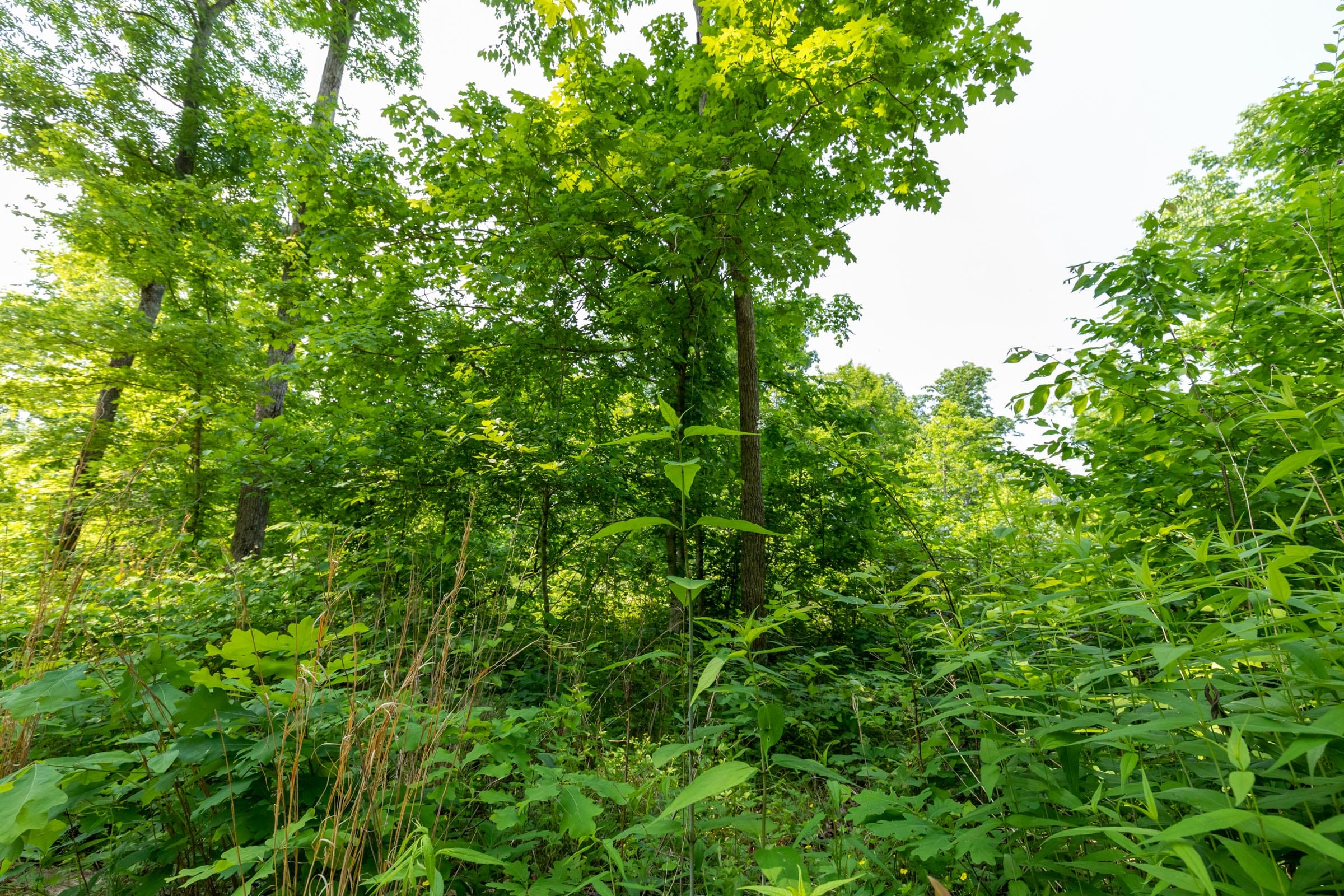 Cedar Creek Tract 54 photo 9