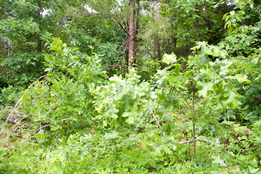 Thunder Mountain Ranch Tract 46 photo 3