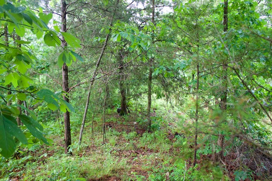 Thunder Mountain Ranch Tract 46 photo 4