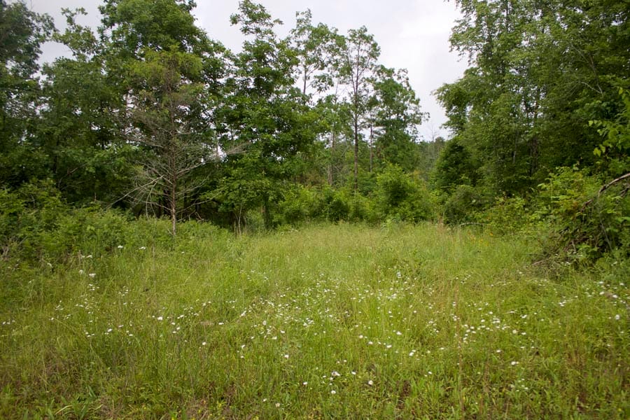 Thunder Mountain Ranch Tract 46 photo 8