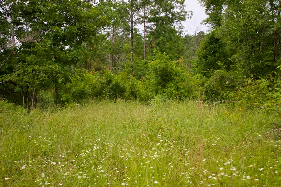 Thunder Mountain Ranch Tract 46 photo 9