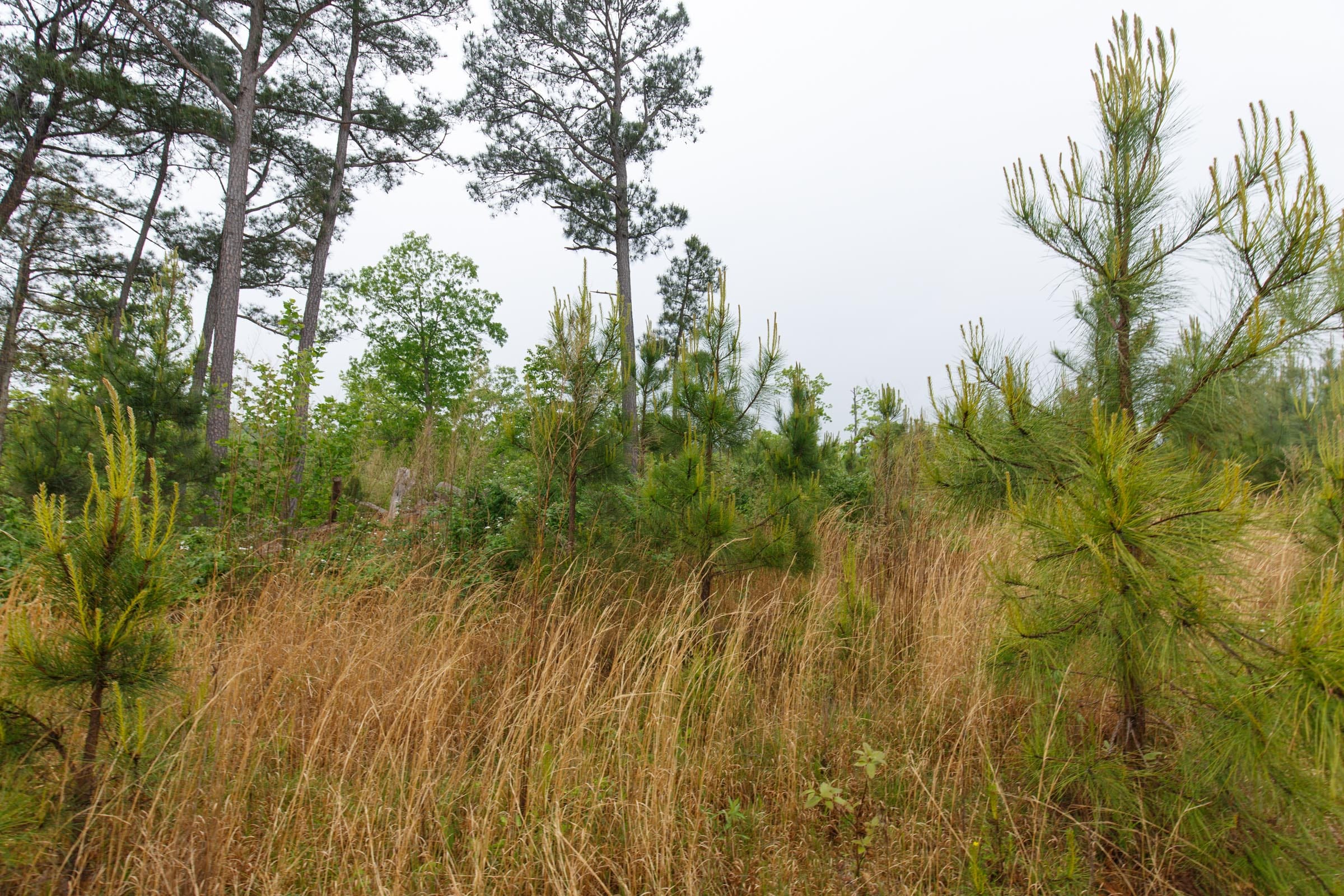 Red Barn Ranch Tract 35 photo 2
