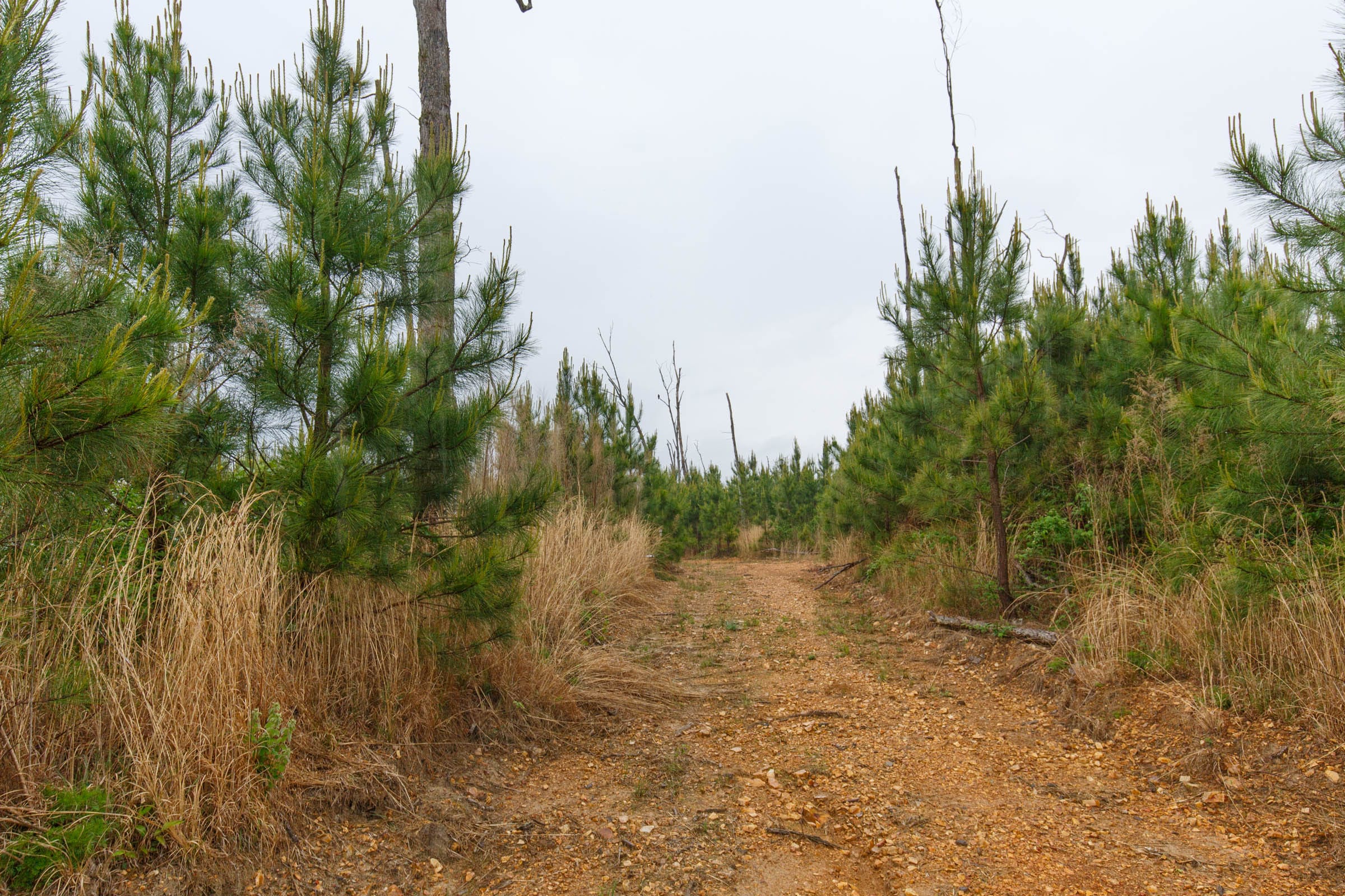 Red Barn Ranch Tract 35 photo 6