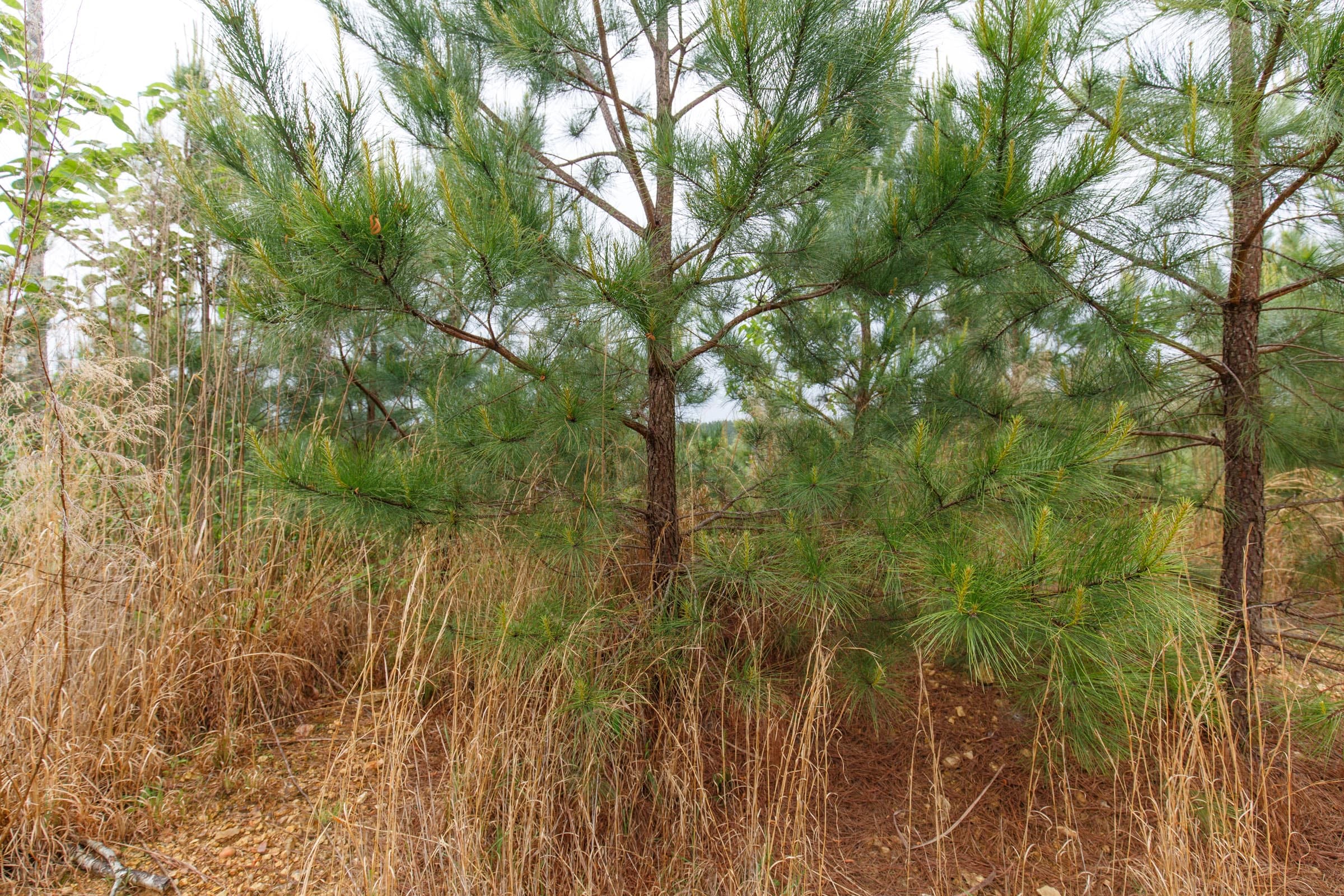 Red Barn Ranch Tract 35 photo 8