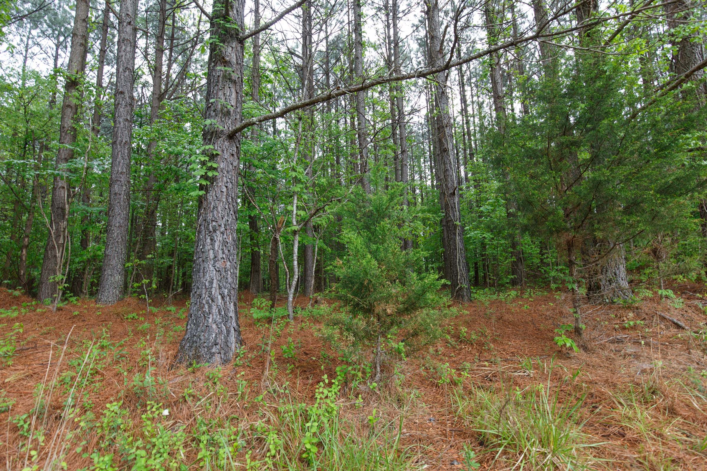 Red Barn Ranch Tract 35 photo 10