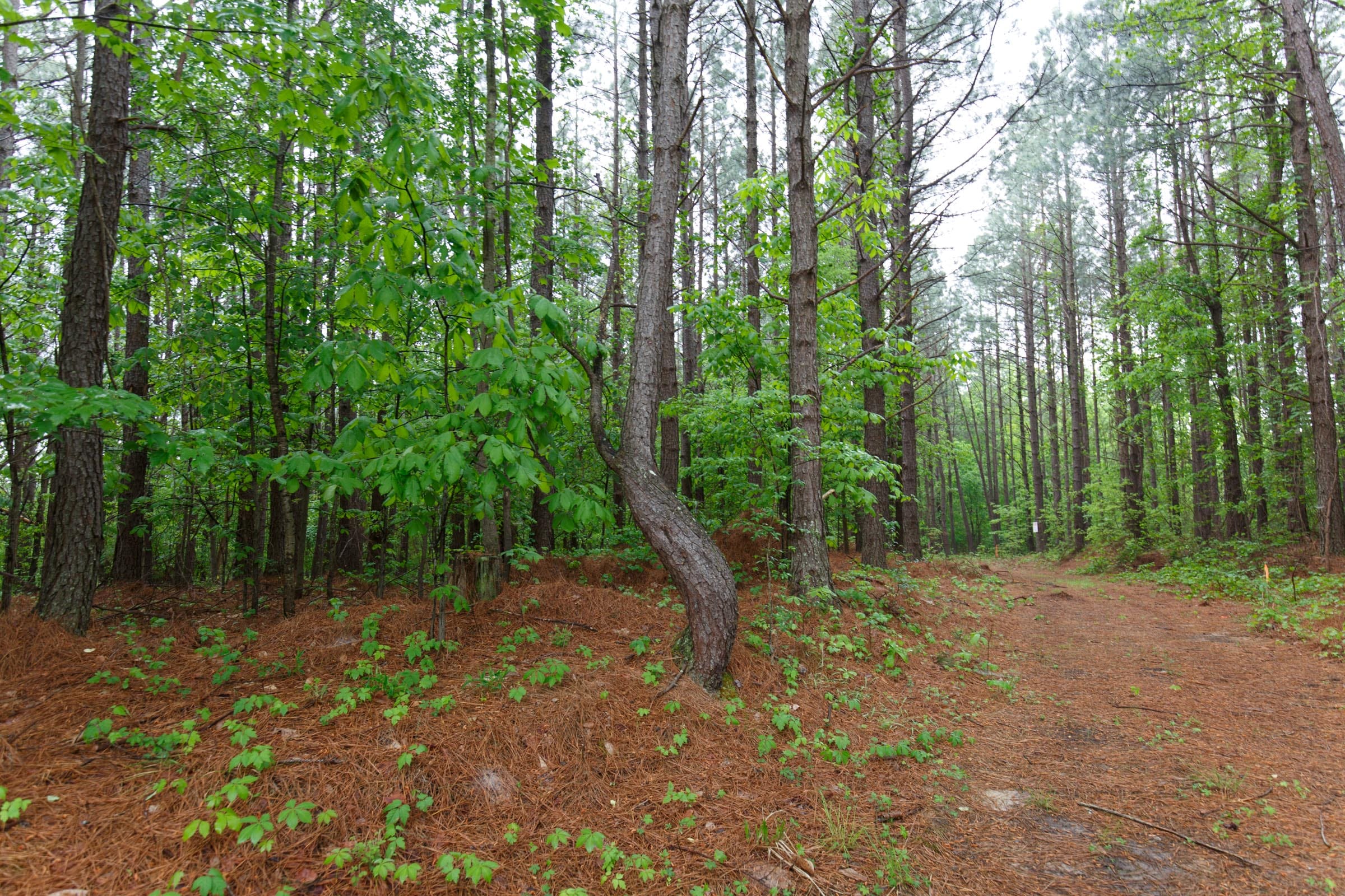Red Barn Ranch Tract 35 photo 13