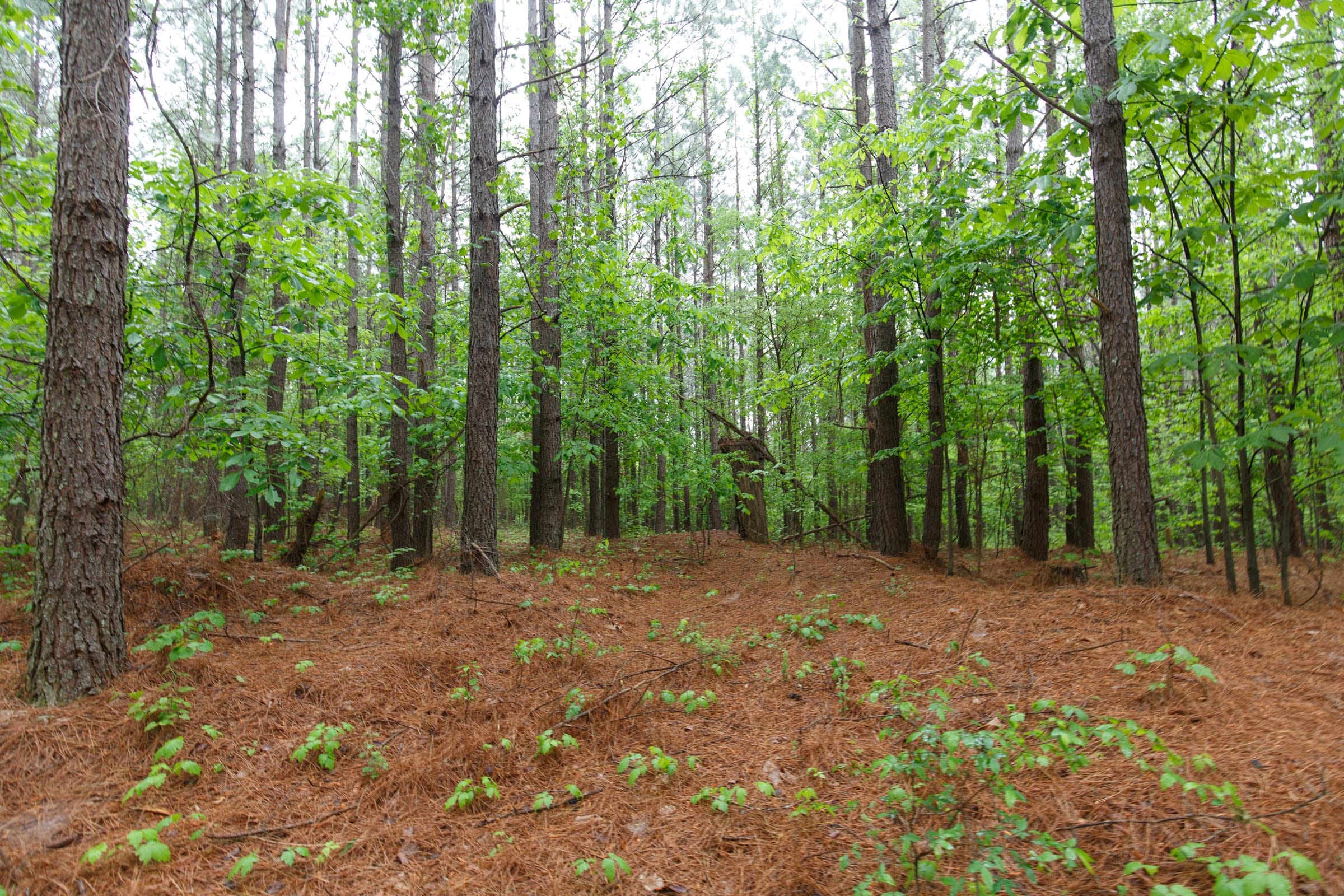 Red Barn Ranch Tract 35 photo 14