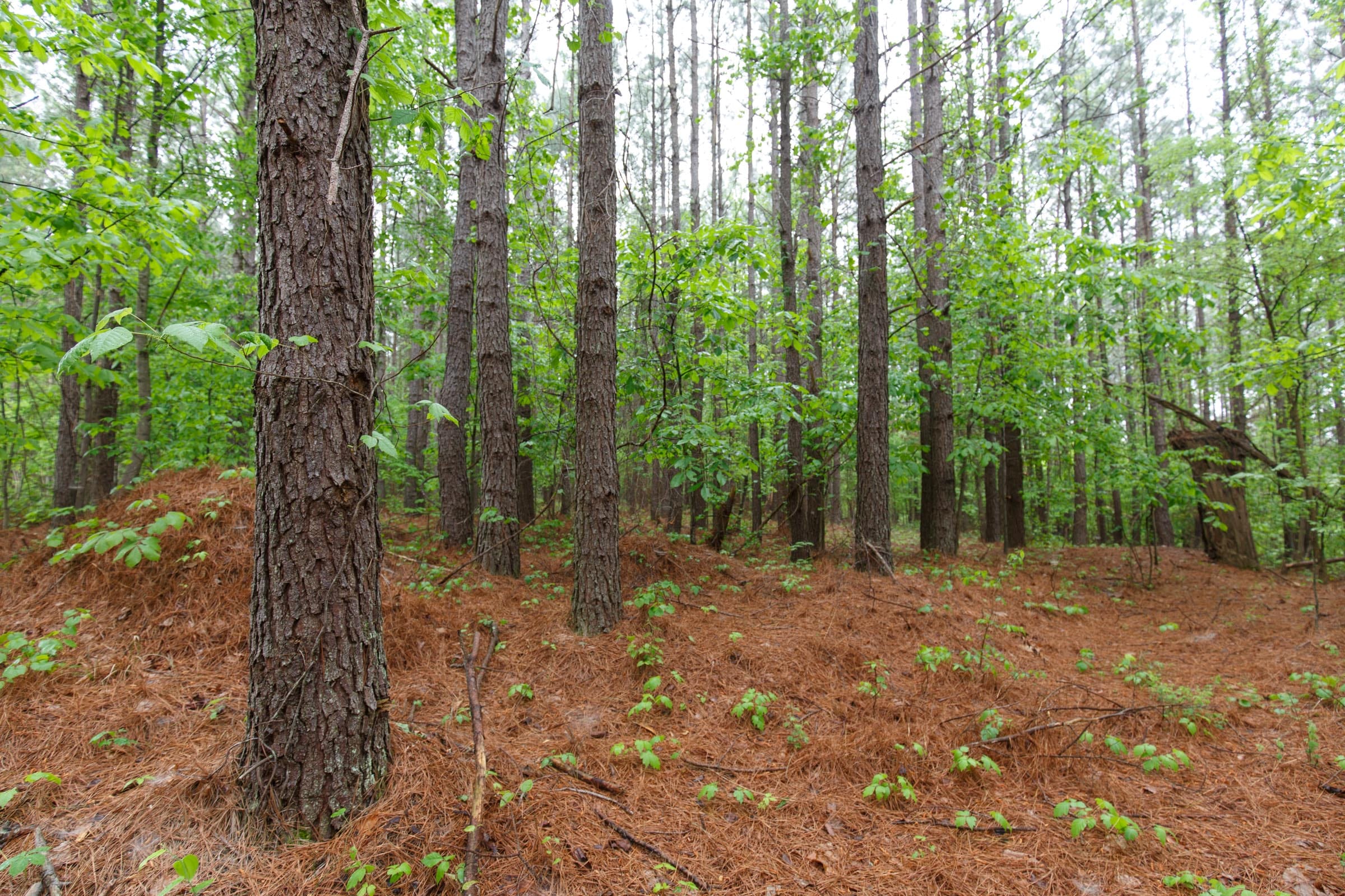 Red Barn Ranch Tract 35 photo 15