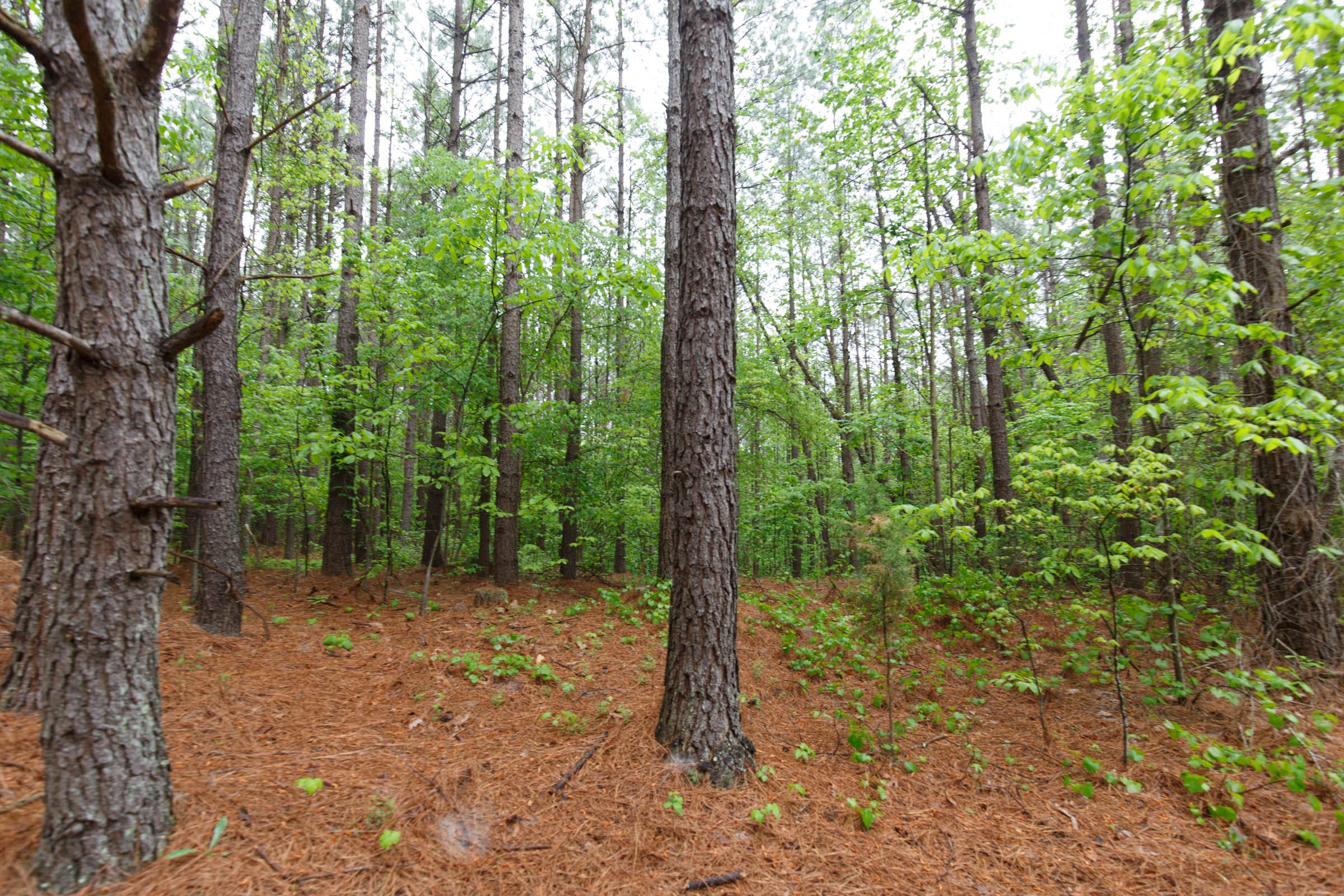 Red Barn Ranch Tract 35 photo 16