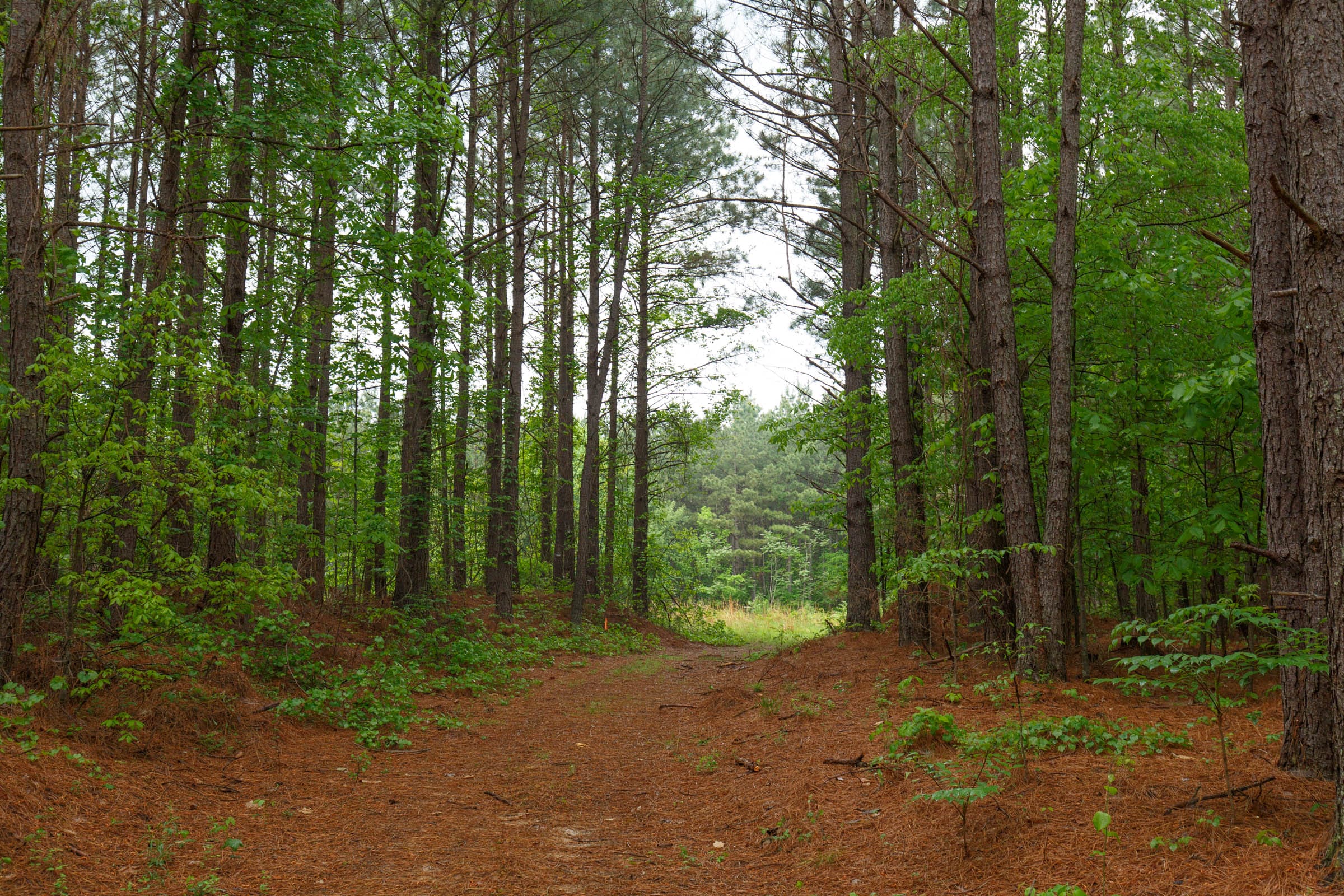 Red Barn Ranch Tract 35 photo 17