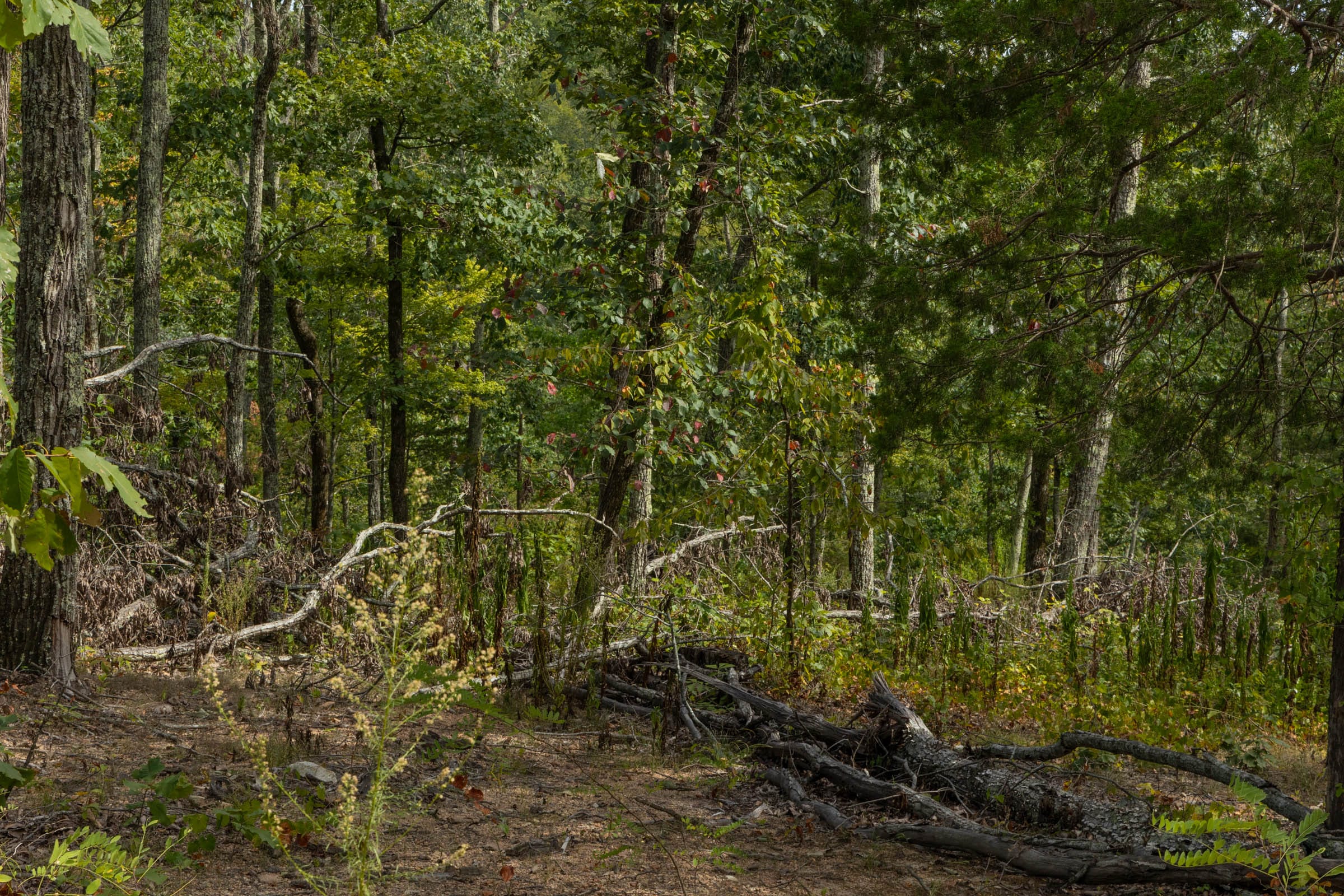 Big White Oak Tract 73 photo 8