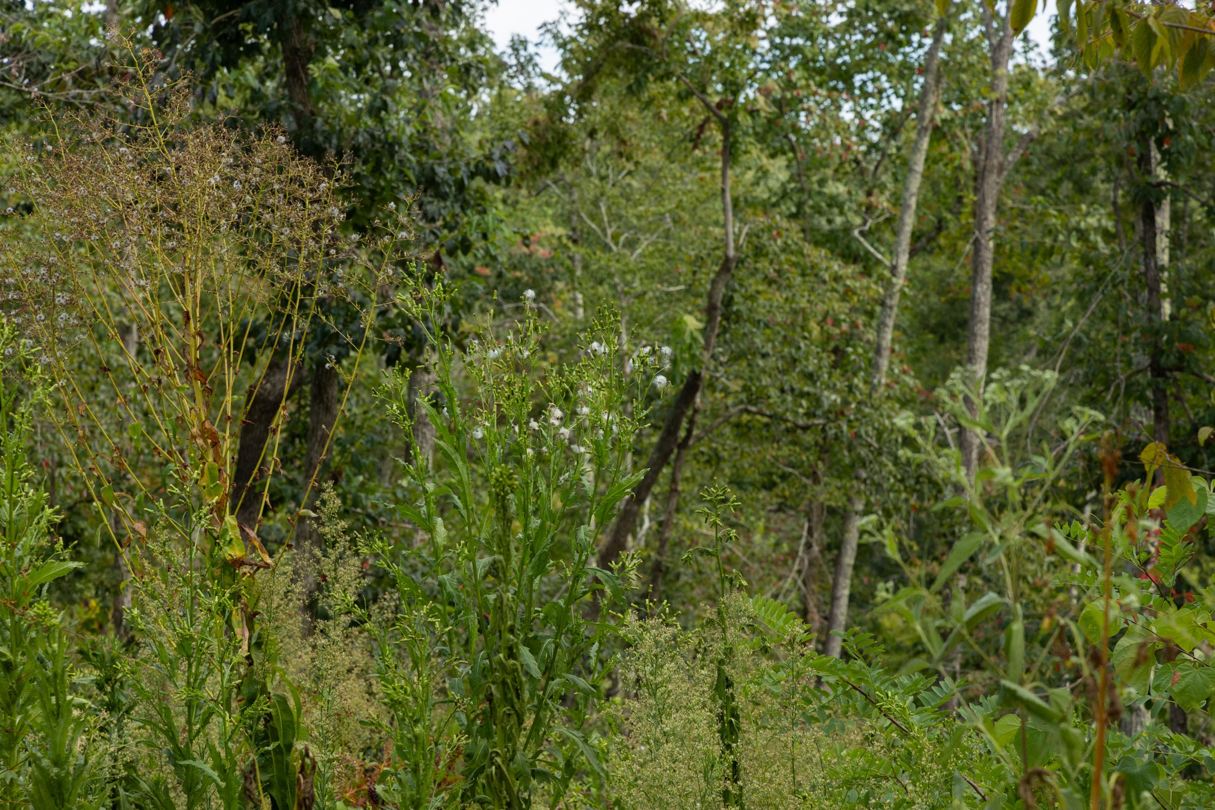 Big White Oak Tract 73 photo 6