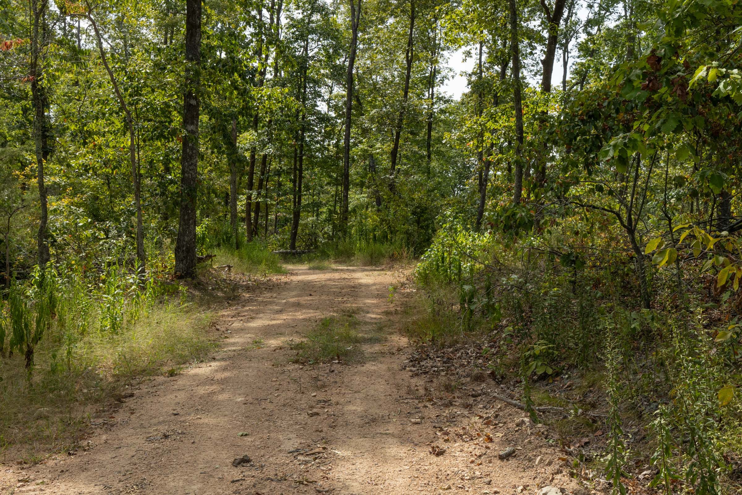 Big White Oak Tract 73 photo 5