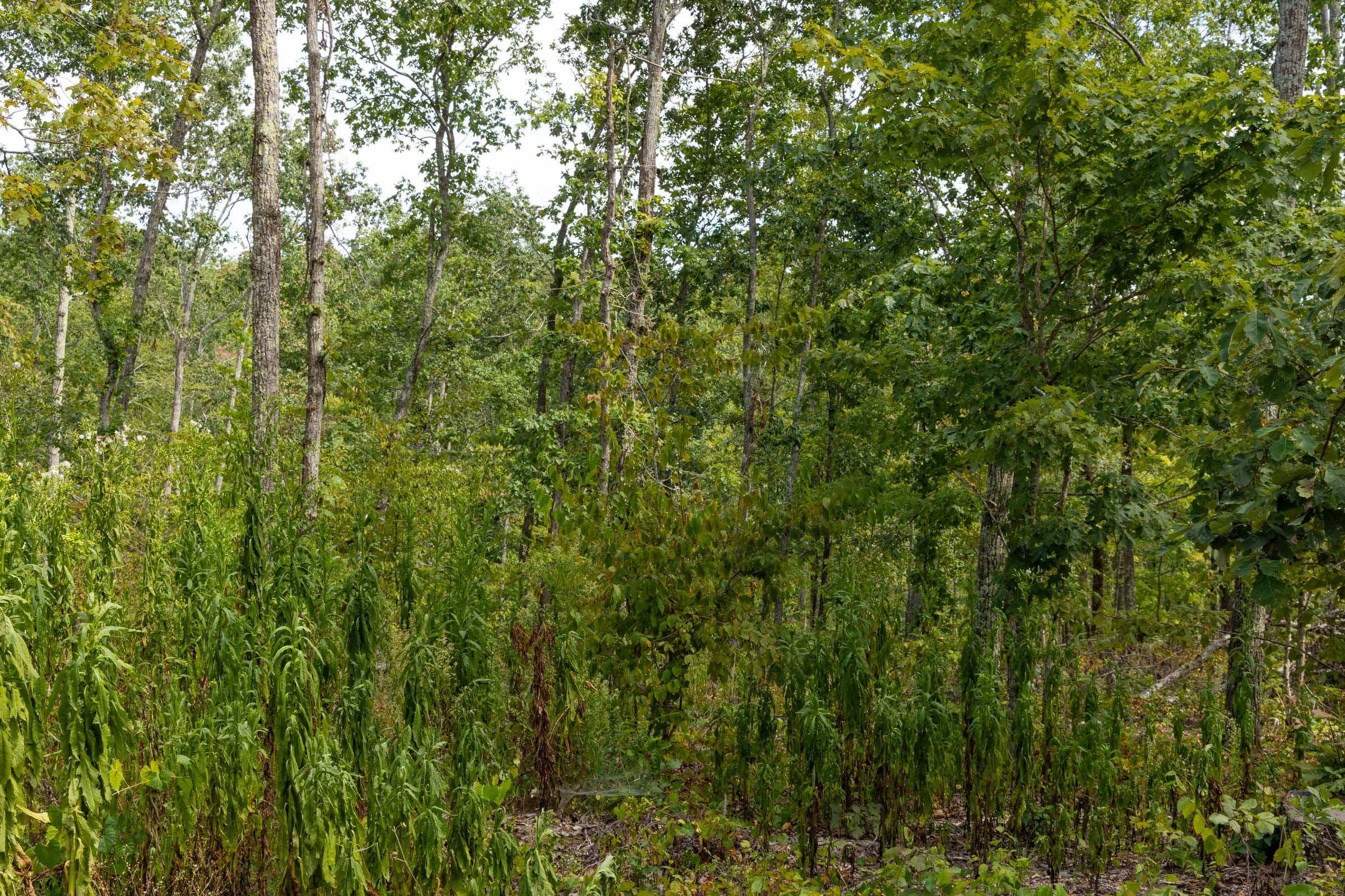 Big White Oak Tract 73 photo 4
