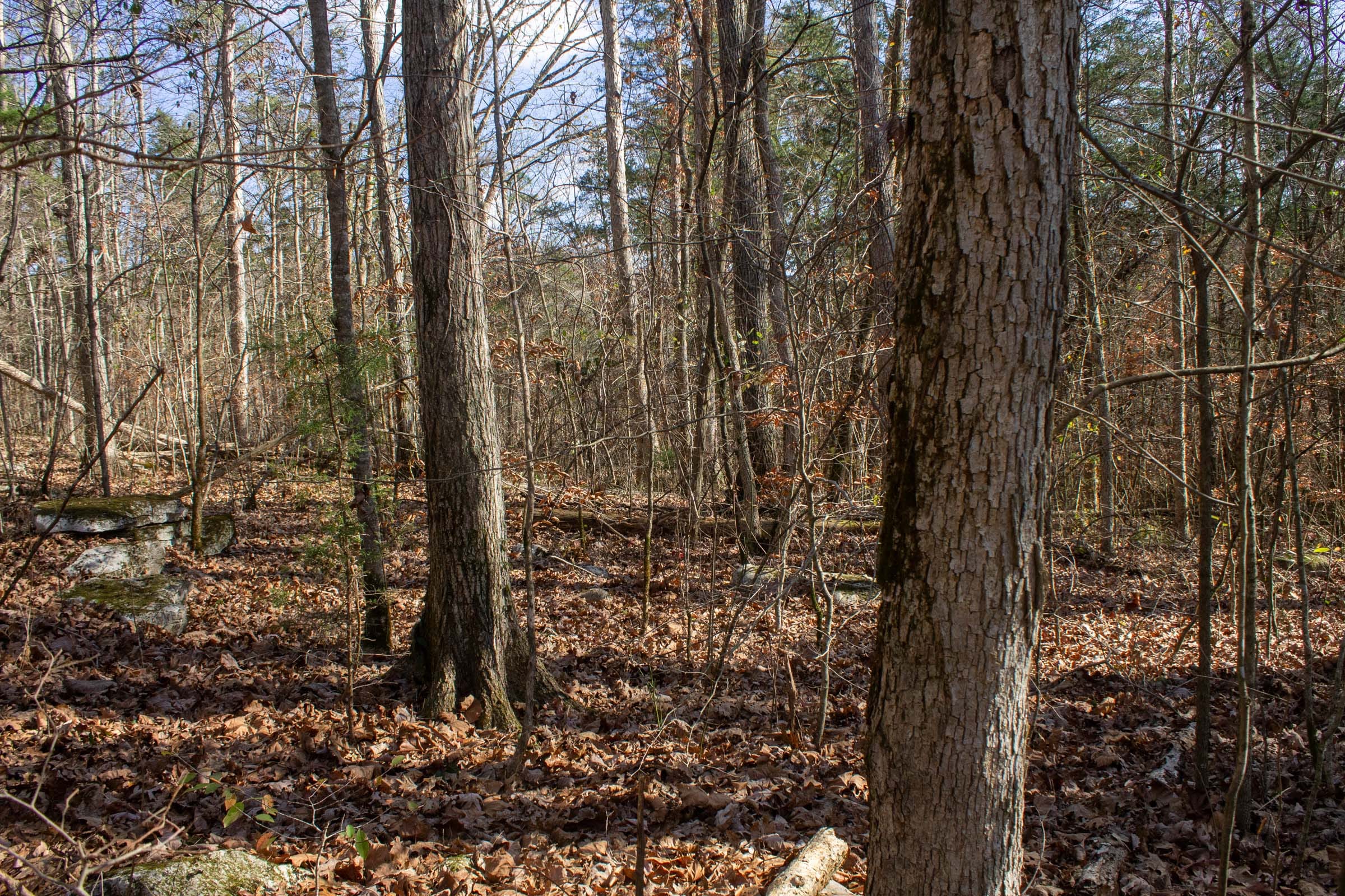 The Cliffs Tract 8 photo 6