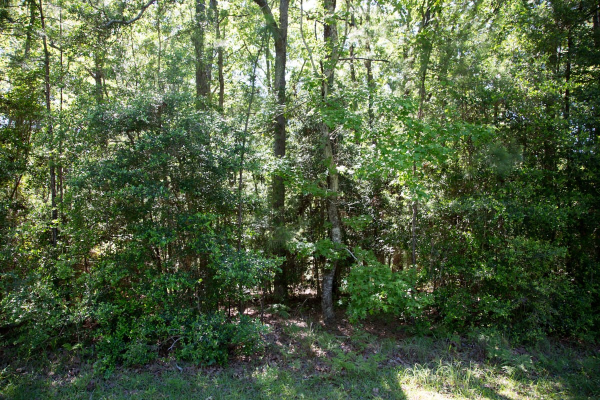 Rayburn Country Tract 157 photo 4