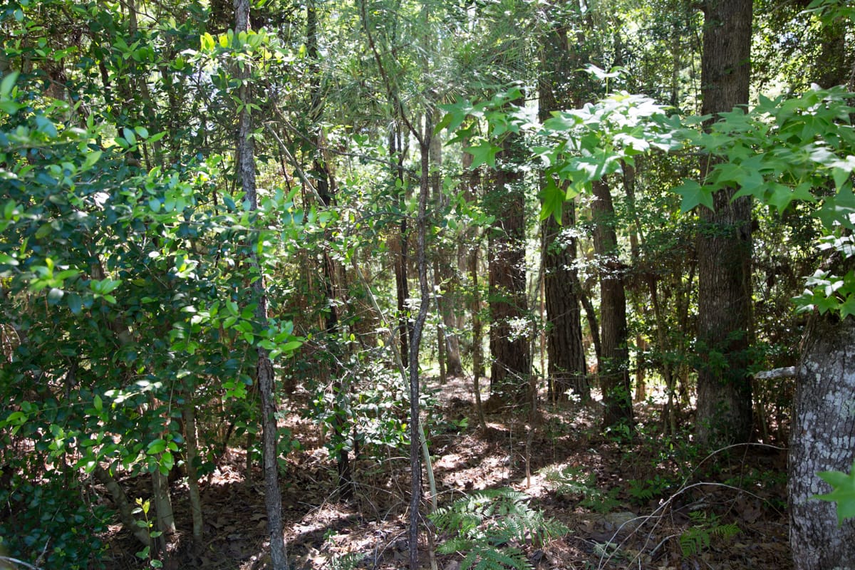 Rayburn Country Tract 157 photo 5