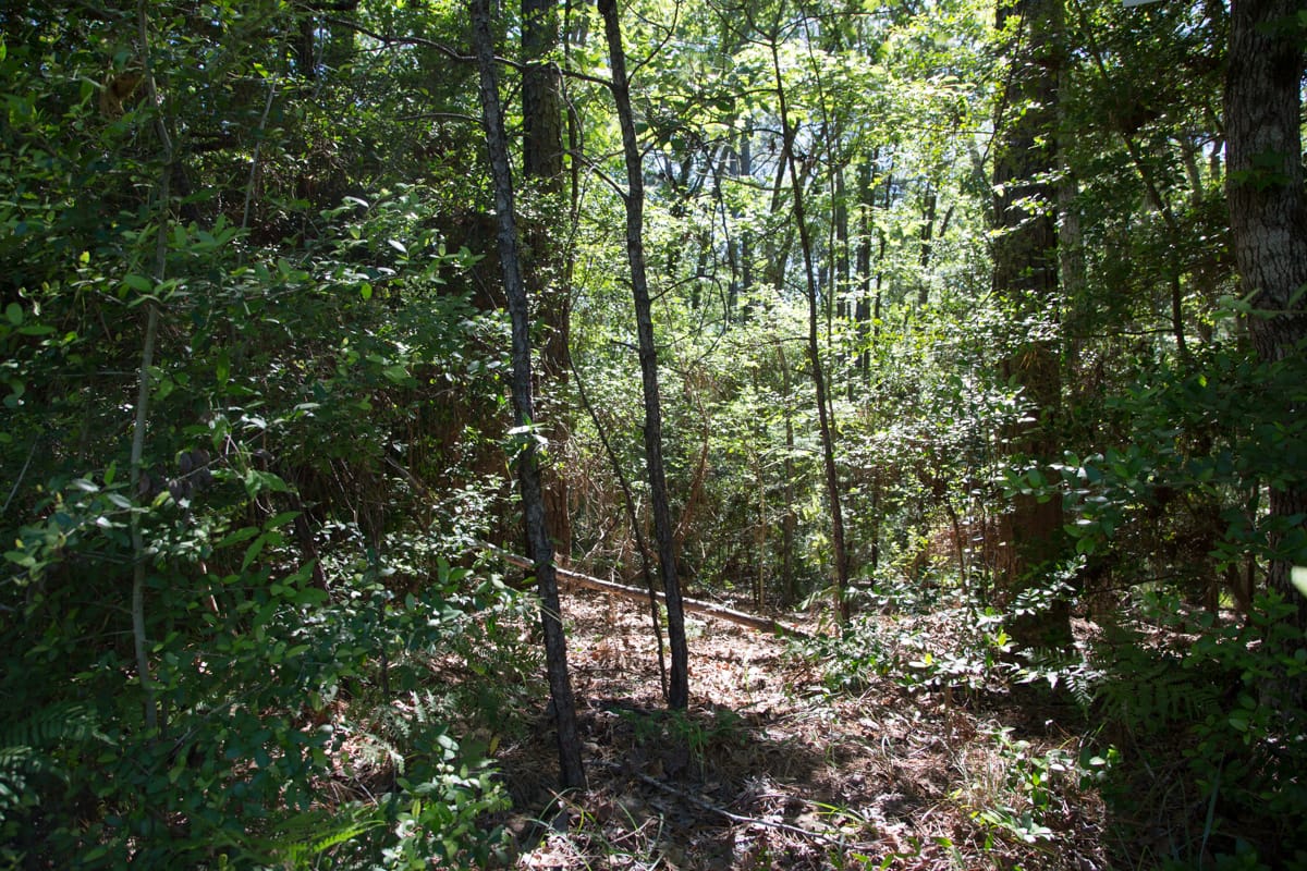 Rayburn Country Tract 157 photo 7