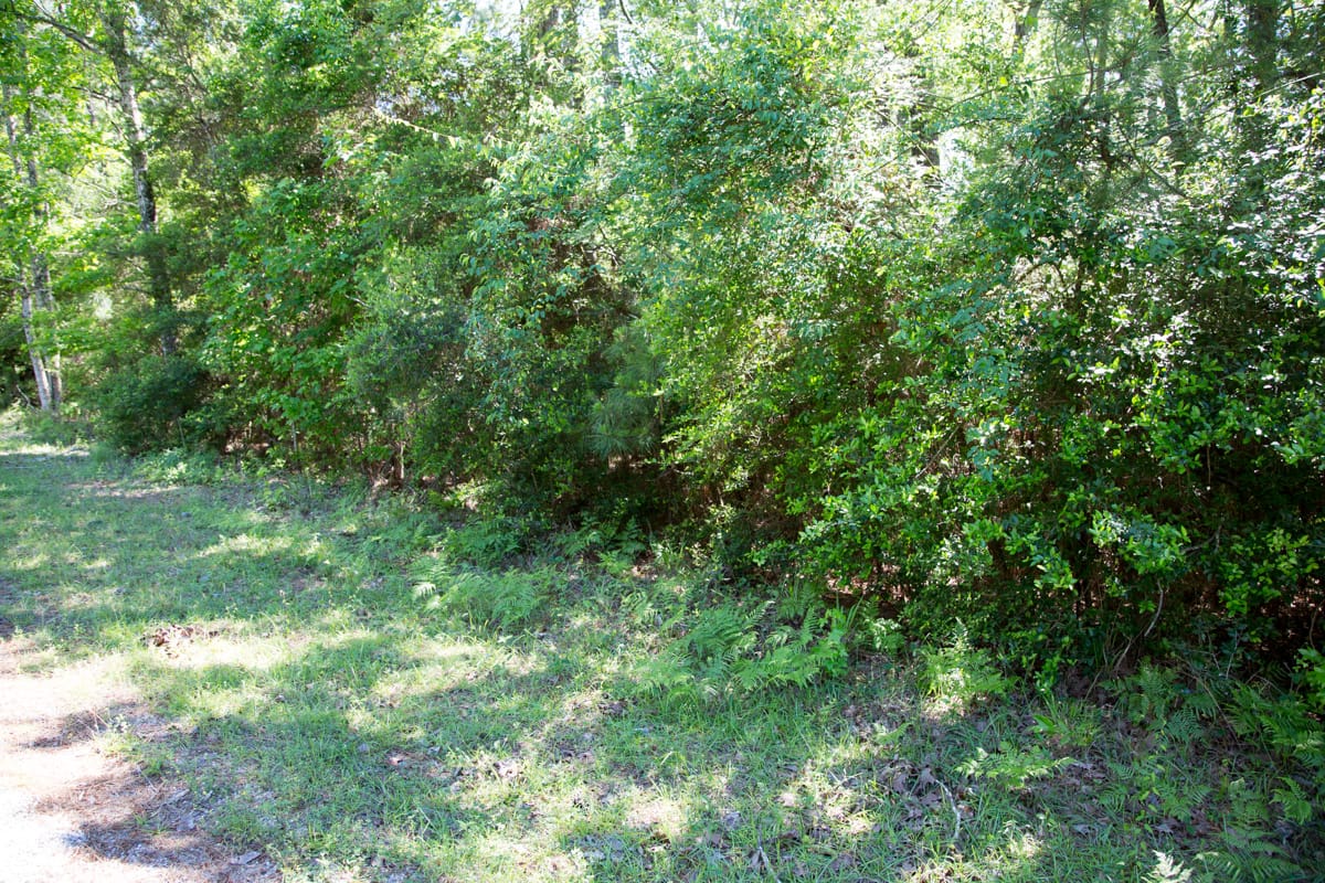 Rayburn Country Tract 157 photo 8