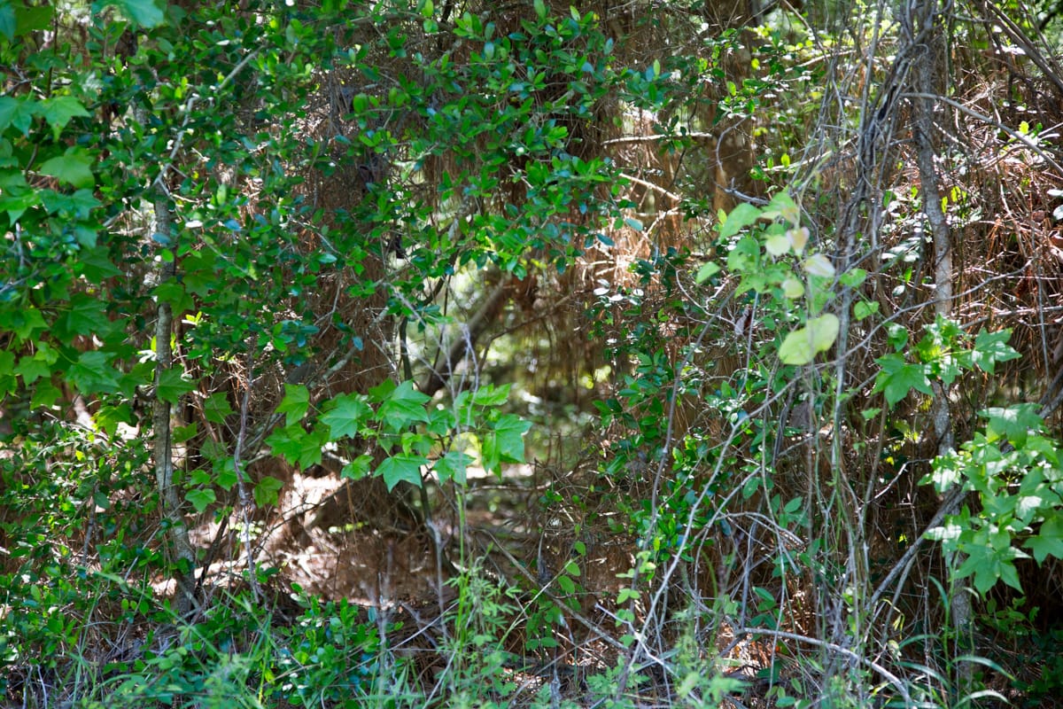 Rayburn Country Tract 157 photo 9