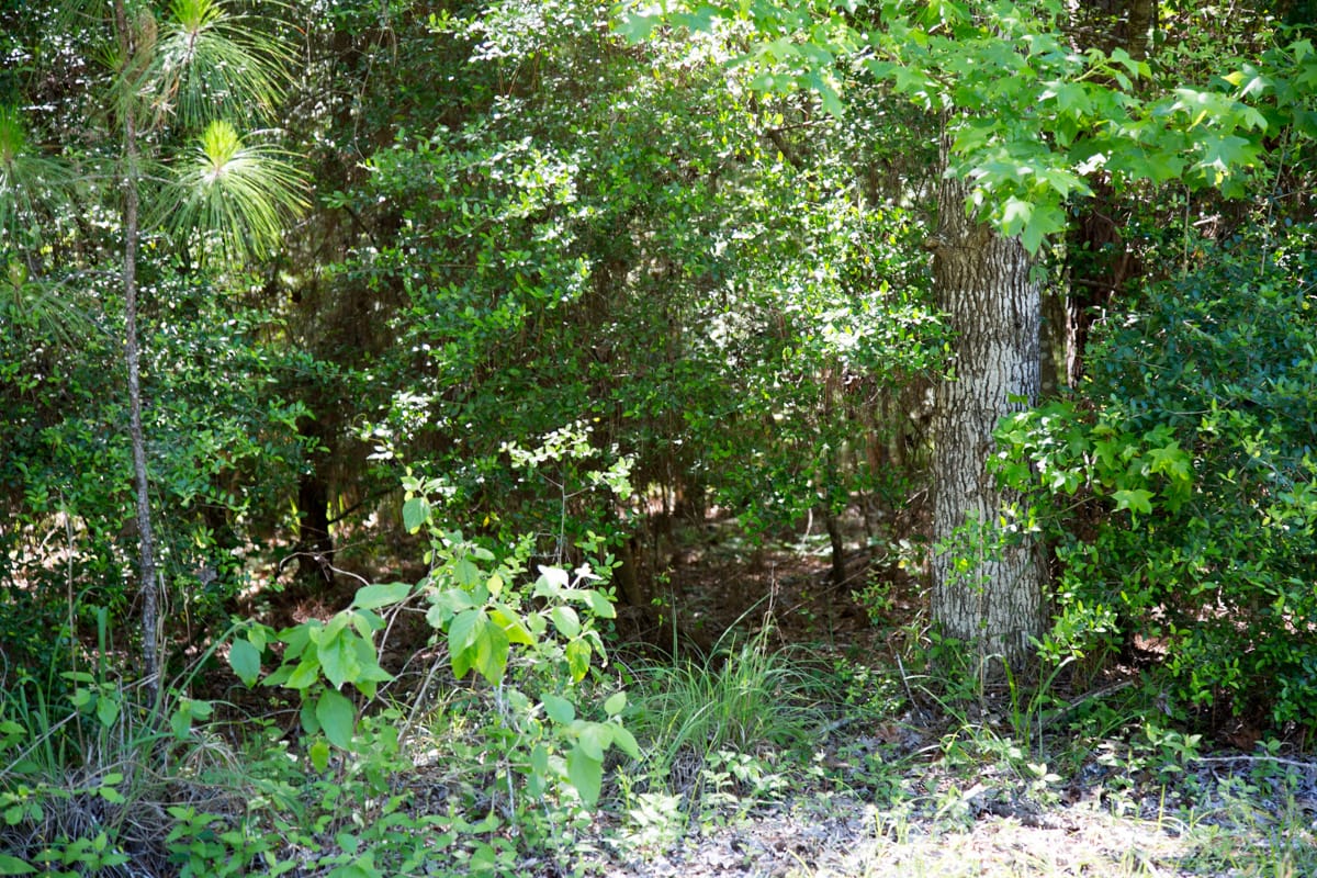 Rayburn Country Tract 157 photo 10