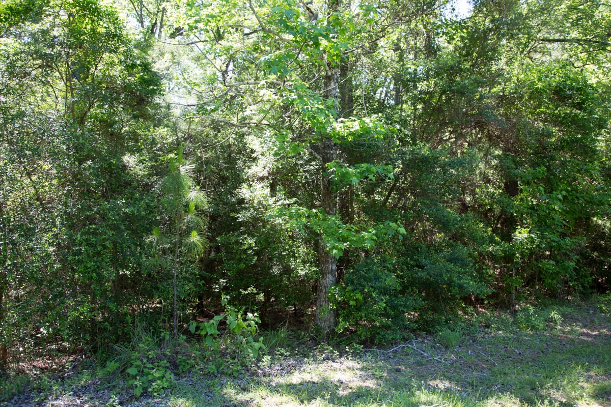 Rayburn Country Tract 157 photo 11