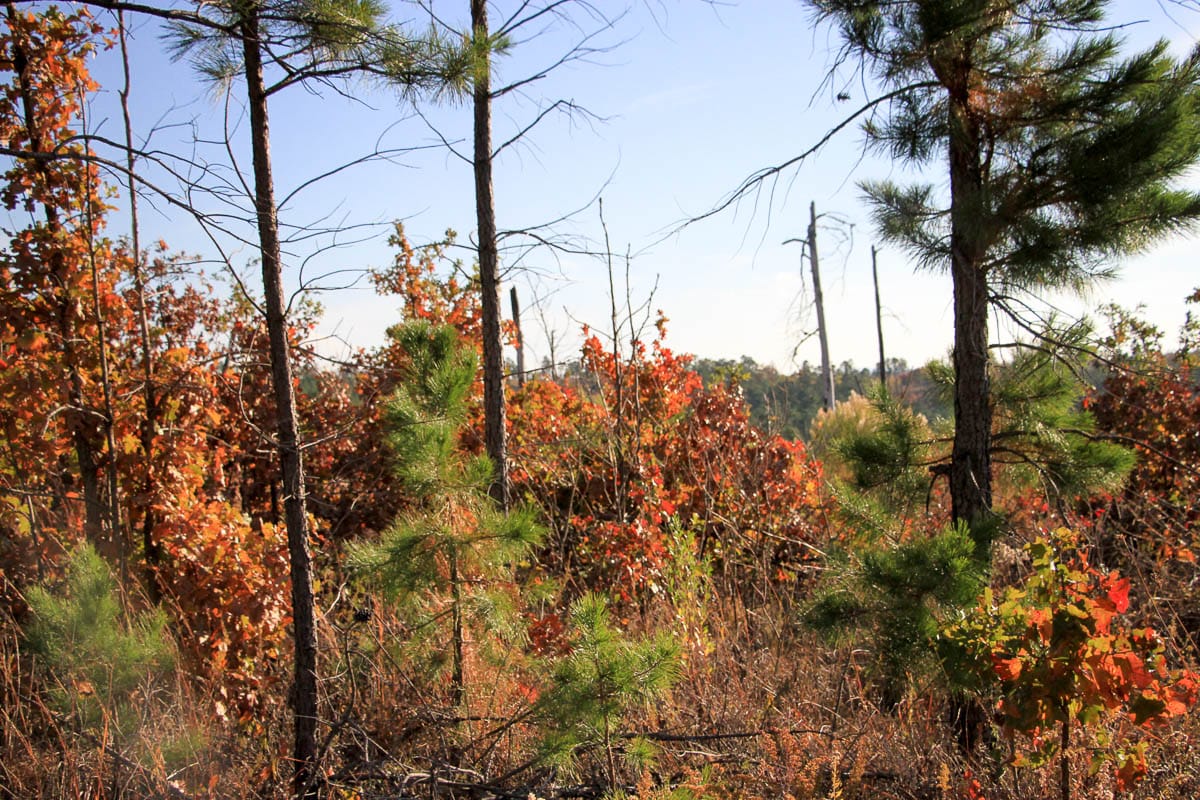 Stone Creek Phase III Tract 38 photo 2