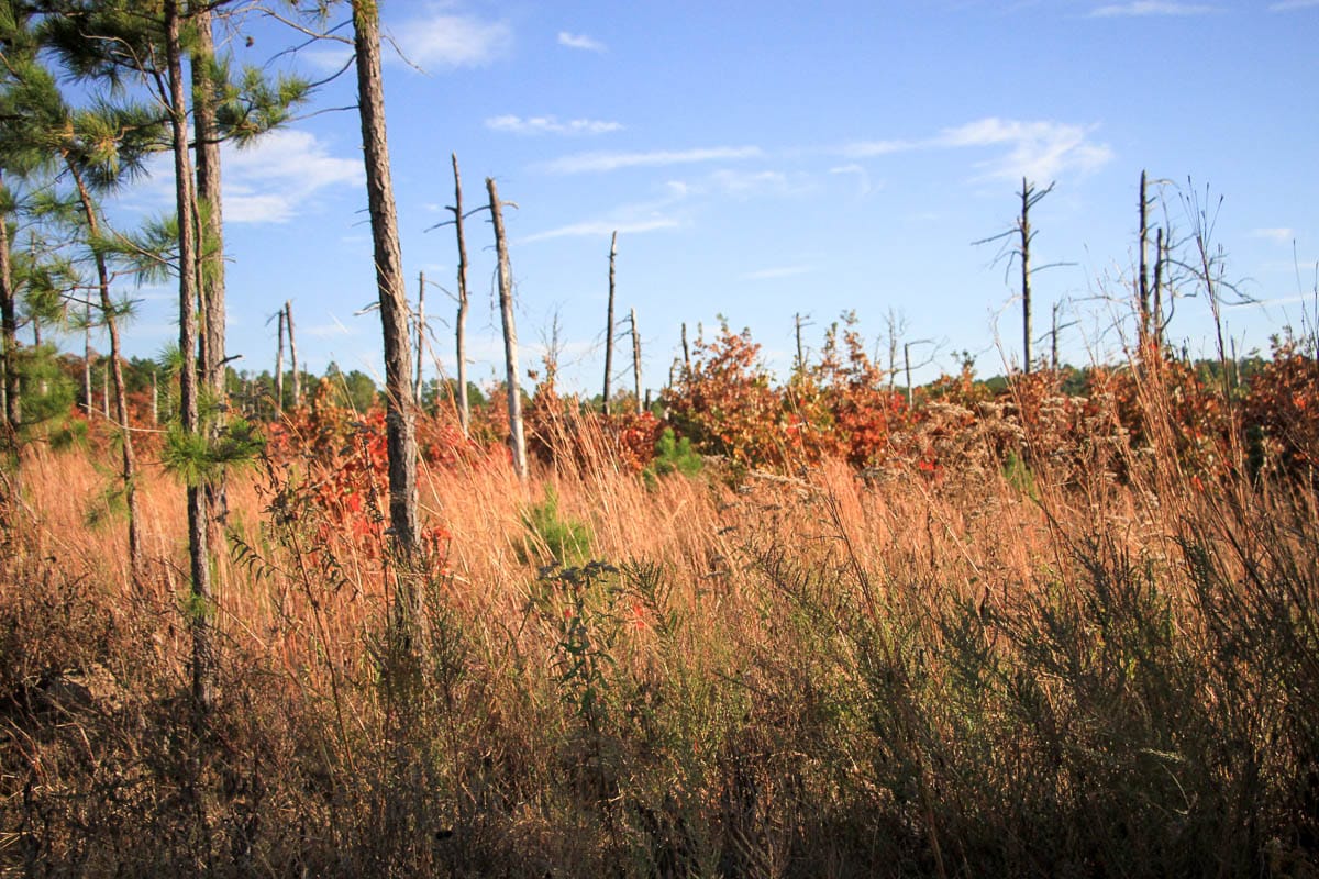 Stone Creek Phase III Tract 38 photo 4