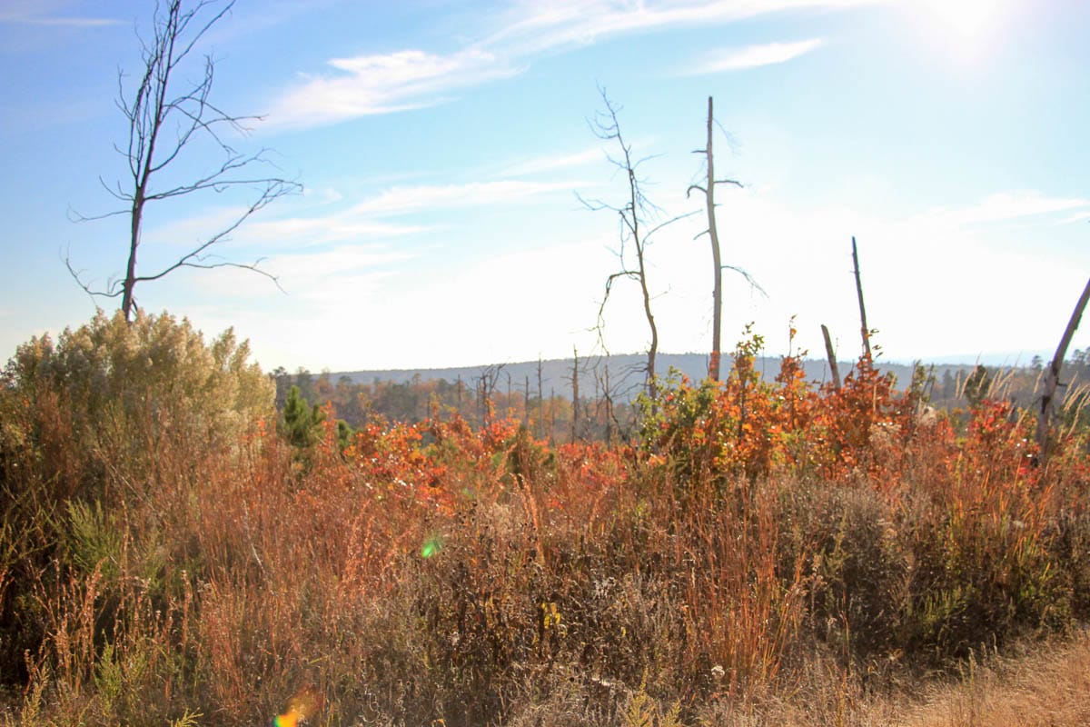 Stone Creek Phase III Tract 38 photo 6