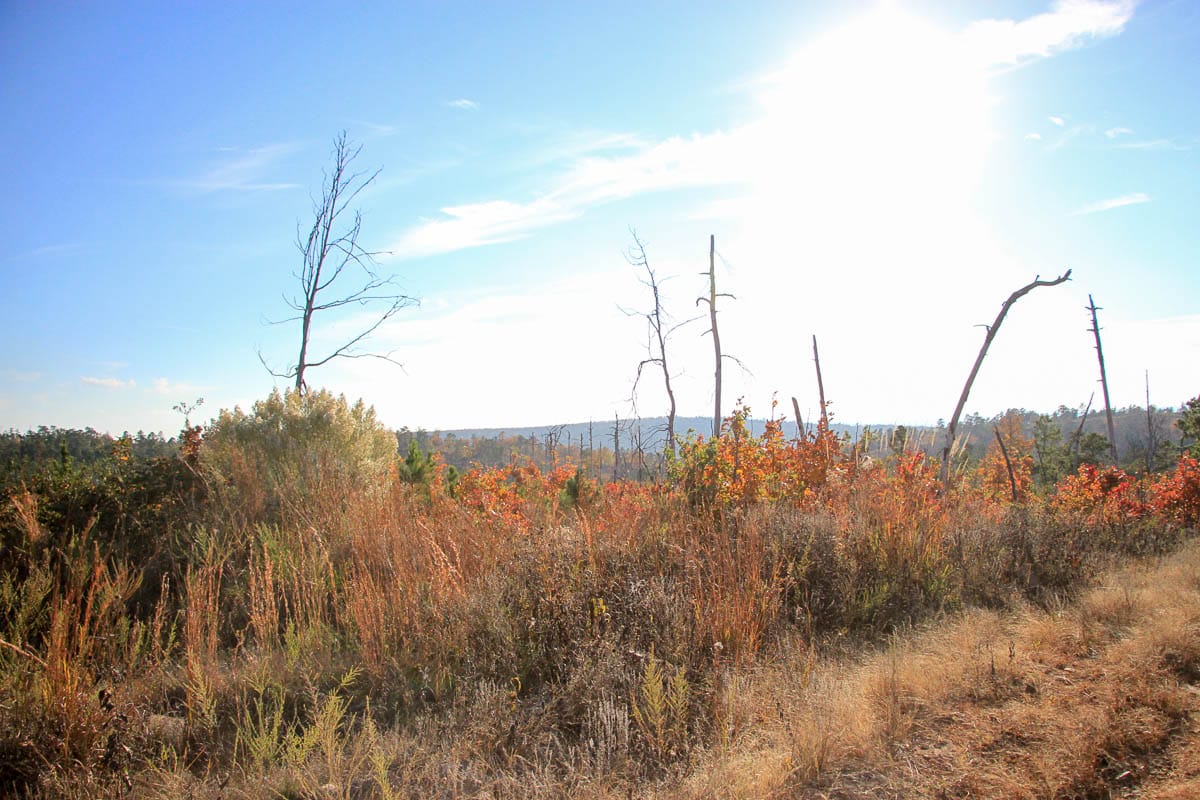 Stone Creek Phase III Tract 38 photo 7