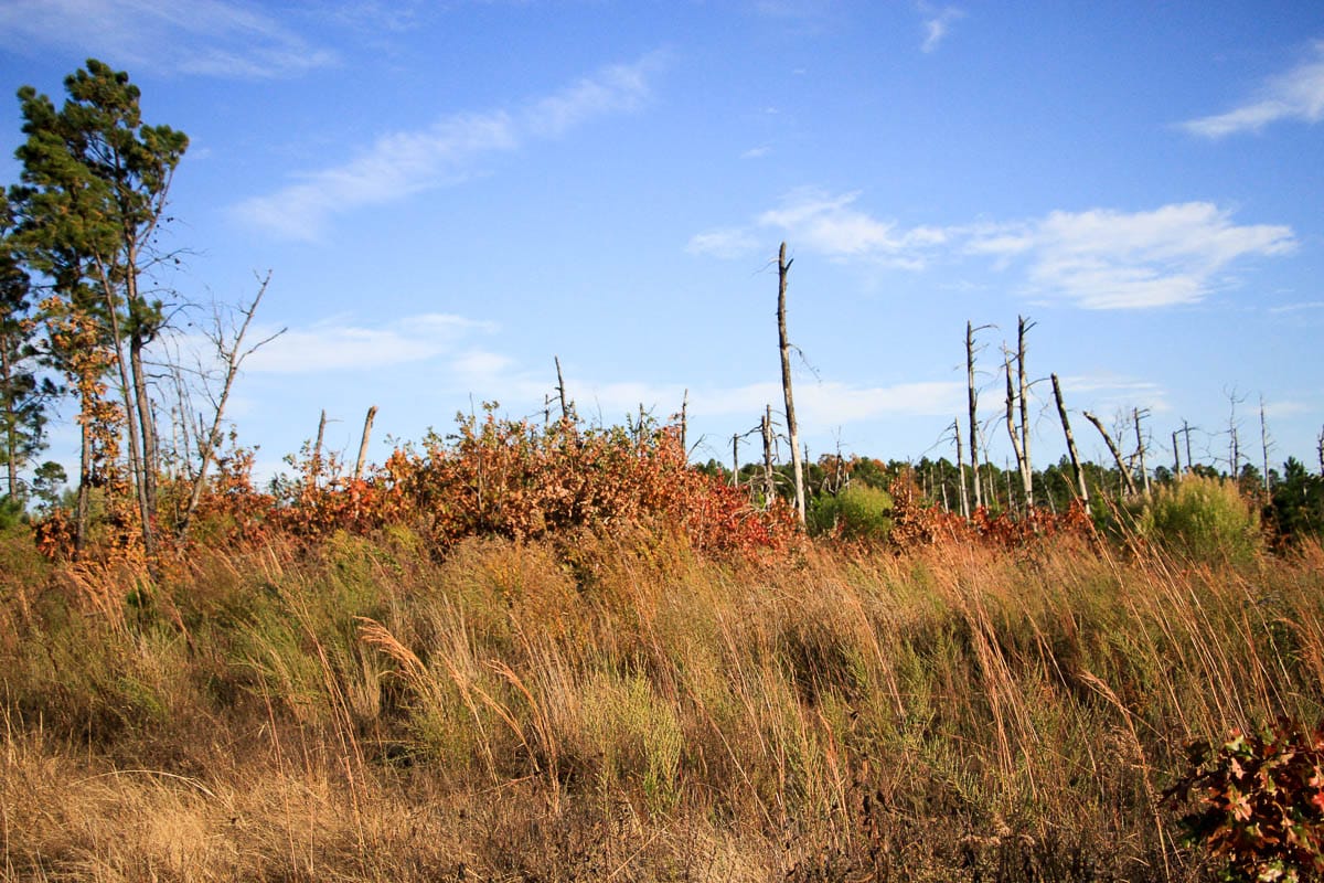 Stone Creek Phase III Tract 38 photo 9