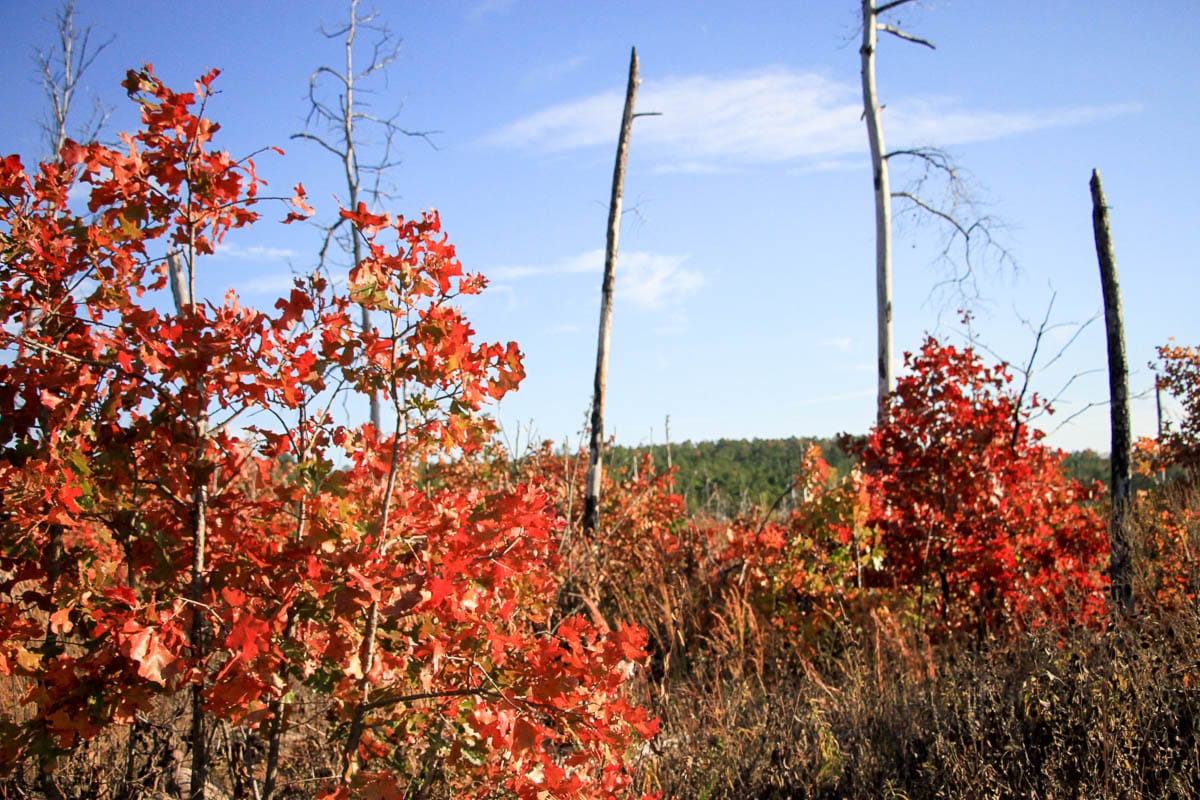 Stone Creek Phase III Tract 38 photo 10