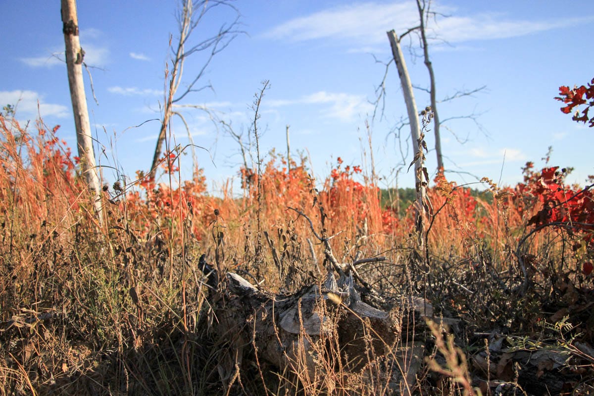 Stone Creek Phase III Tract 38 photo 11