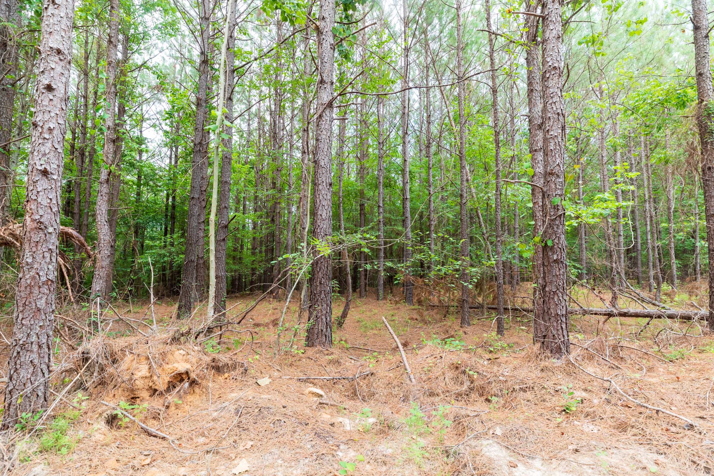 Whiskey Ridge Tract 19 photo 2