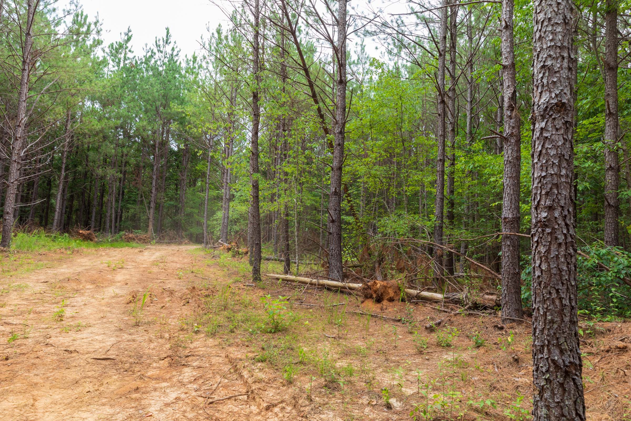 Whiskey Ridge Tract 19 photo 10
