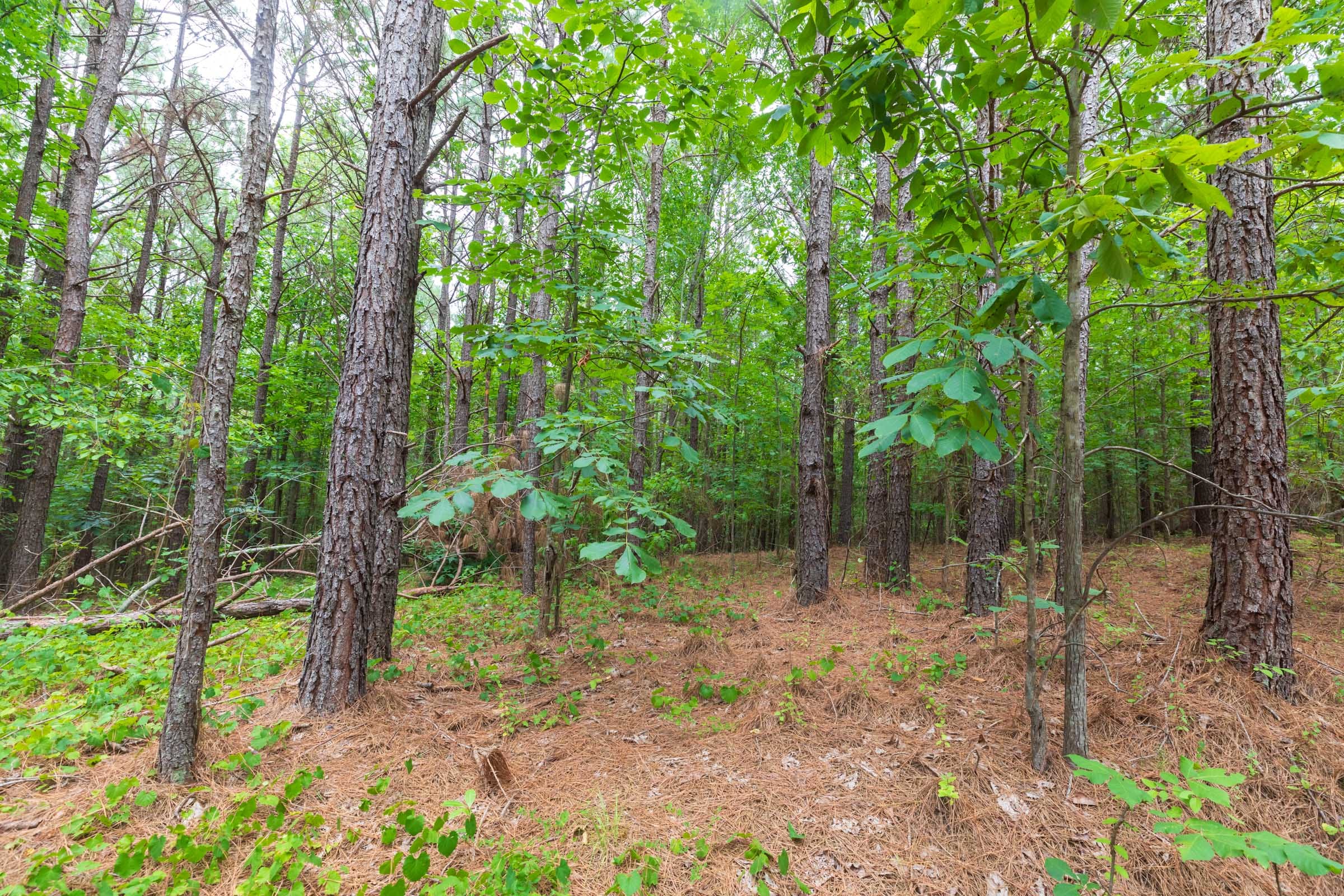 Whiskey Ridge Tract 19 photo 4