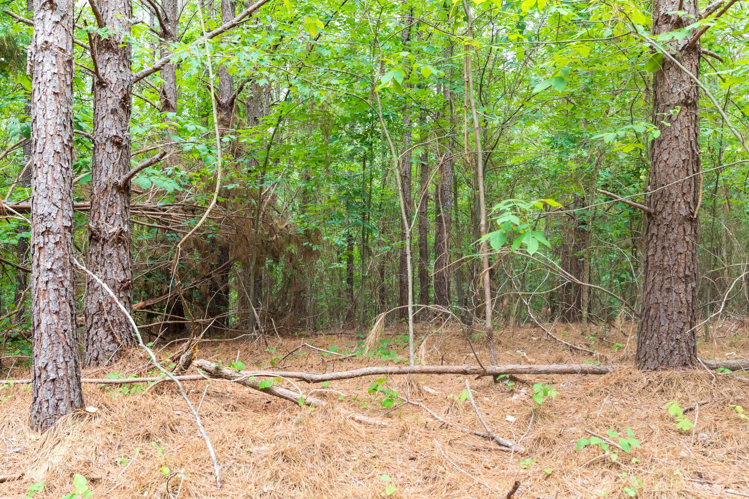 Whiskey Ridge Tract 19 photo 3