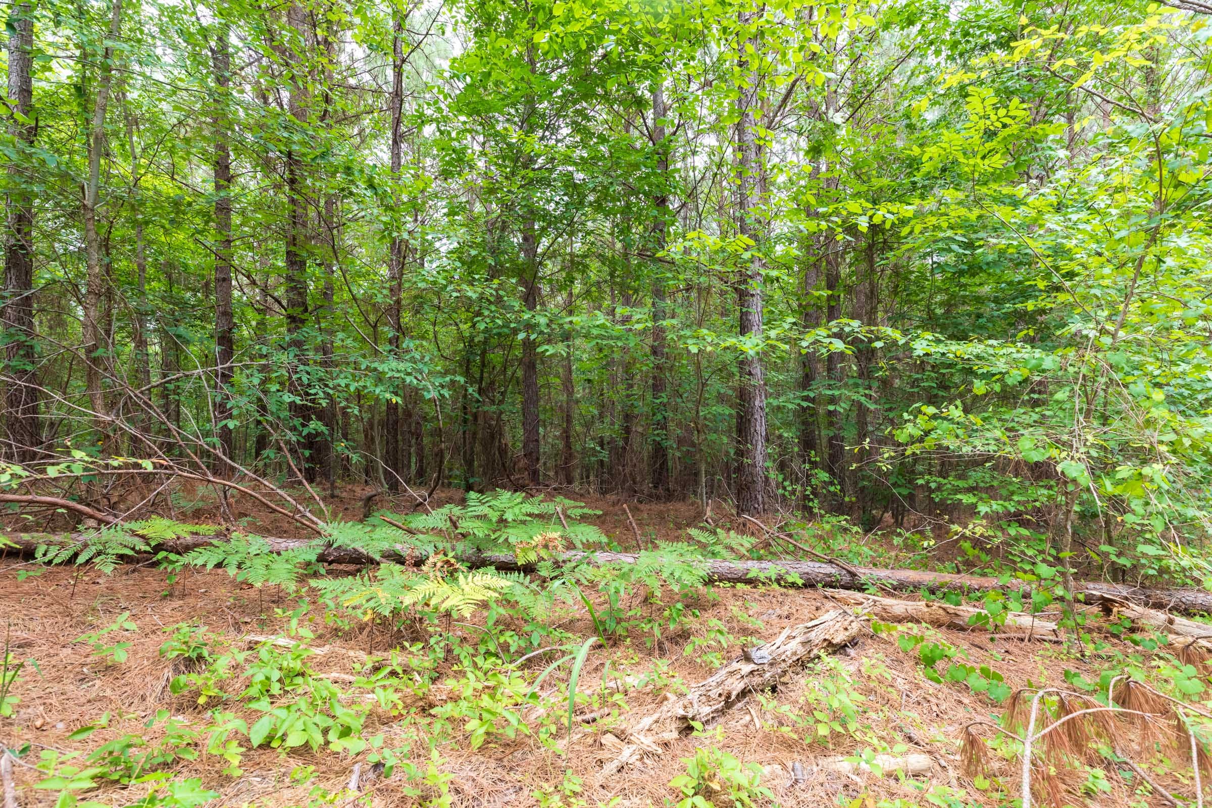Whiskey Ridge Tract 19 photo 6