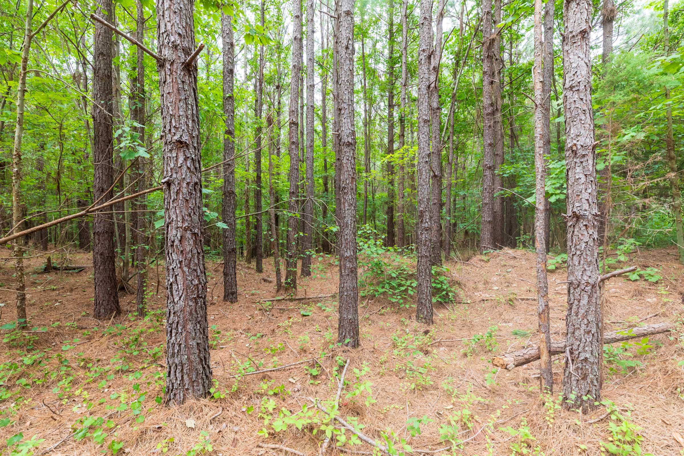 Whiskey Ridge Tract 19 photo 7