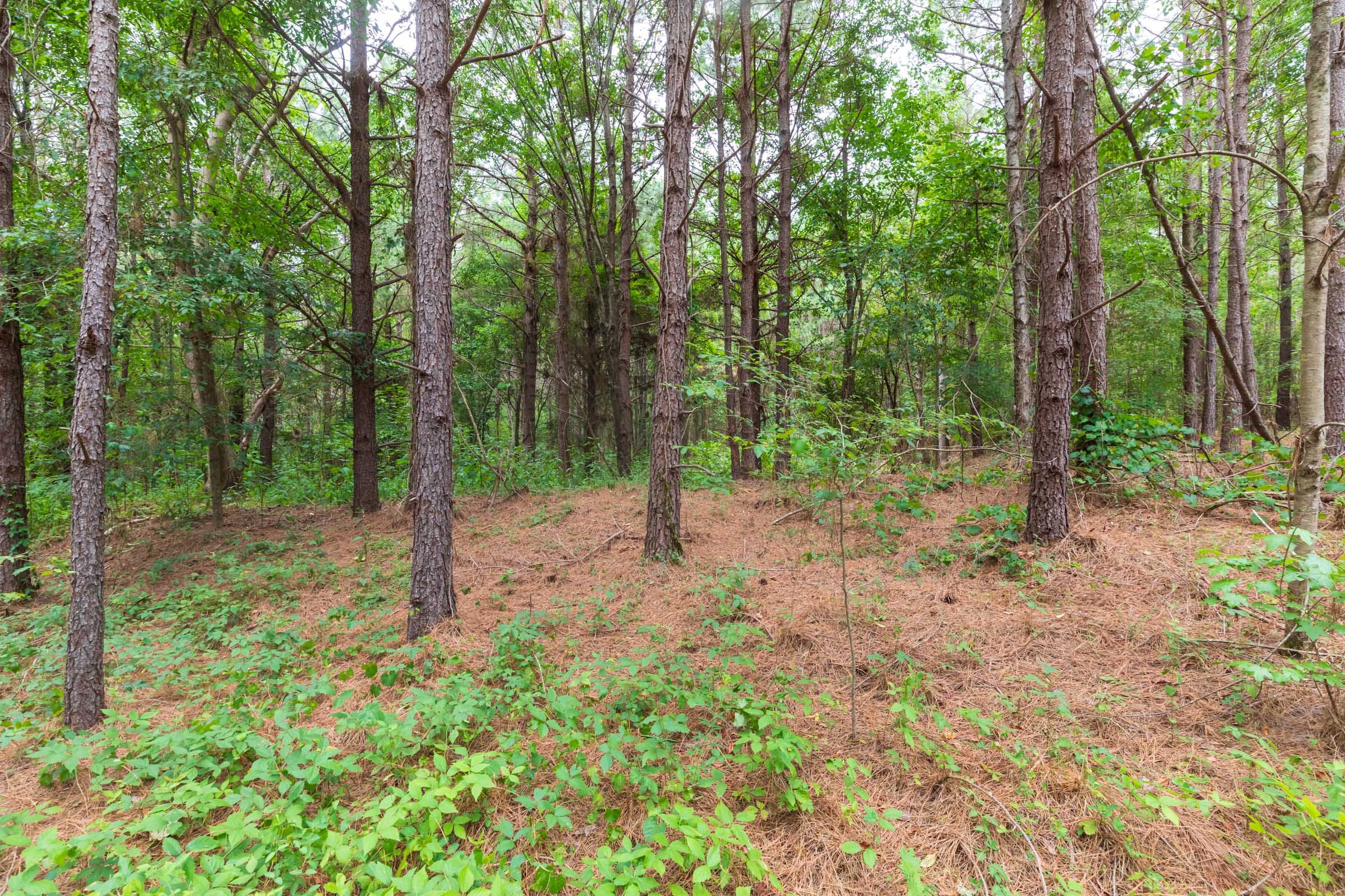 Whiskey Ridge Tract 19 photo 8