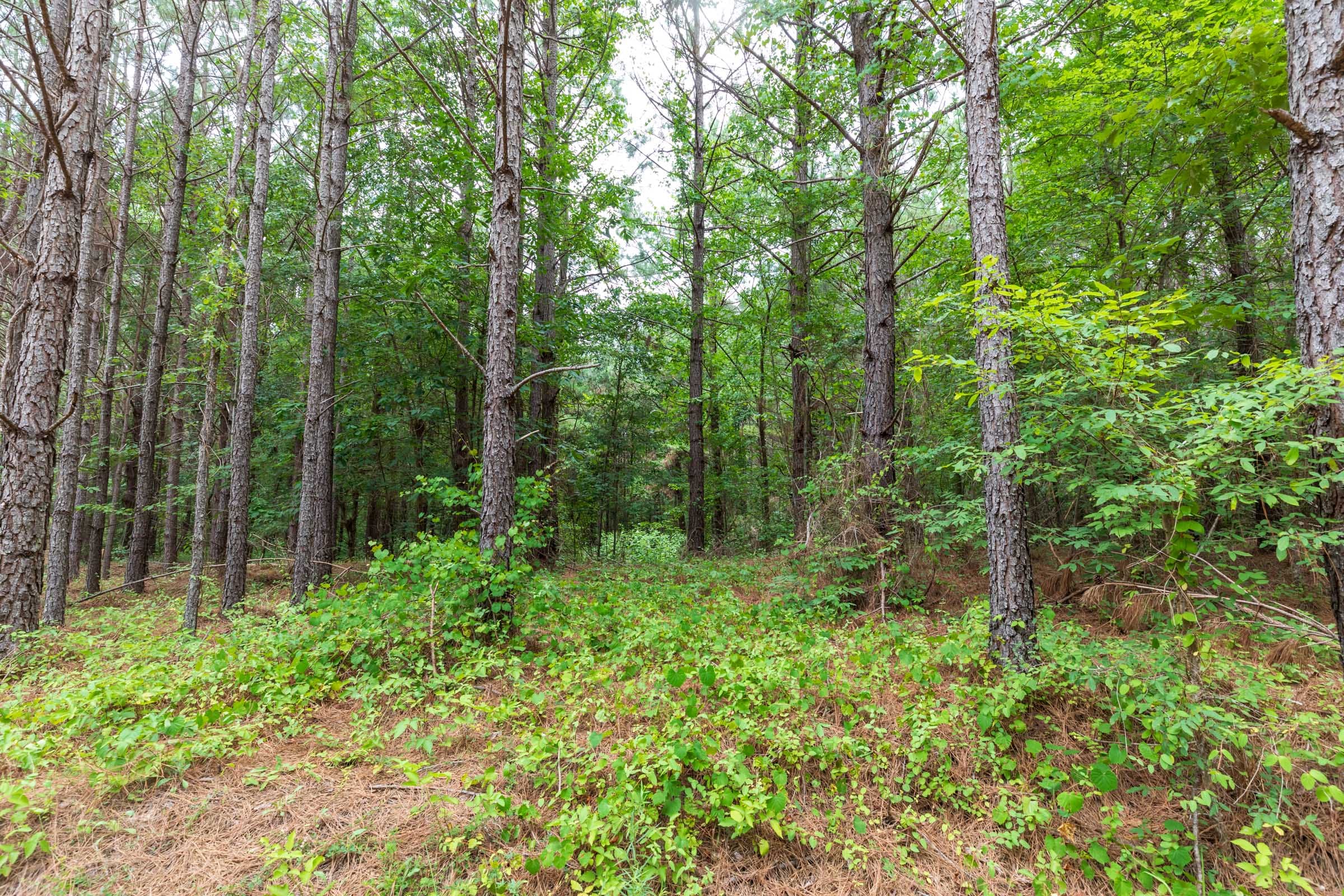 Whiskey Ridge Tract 19 photo 9