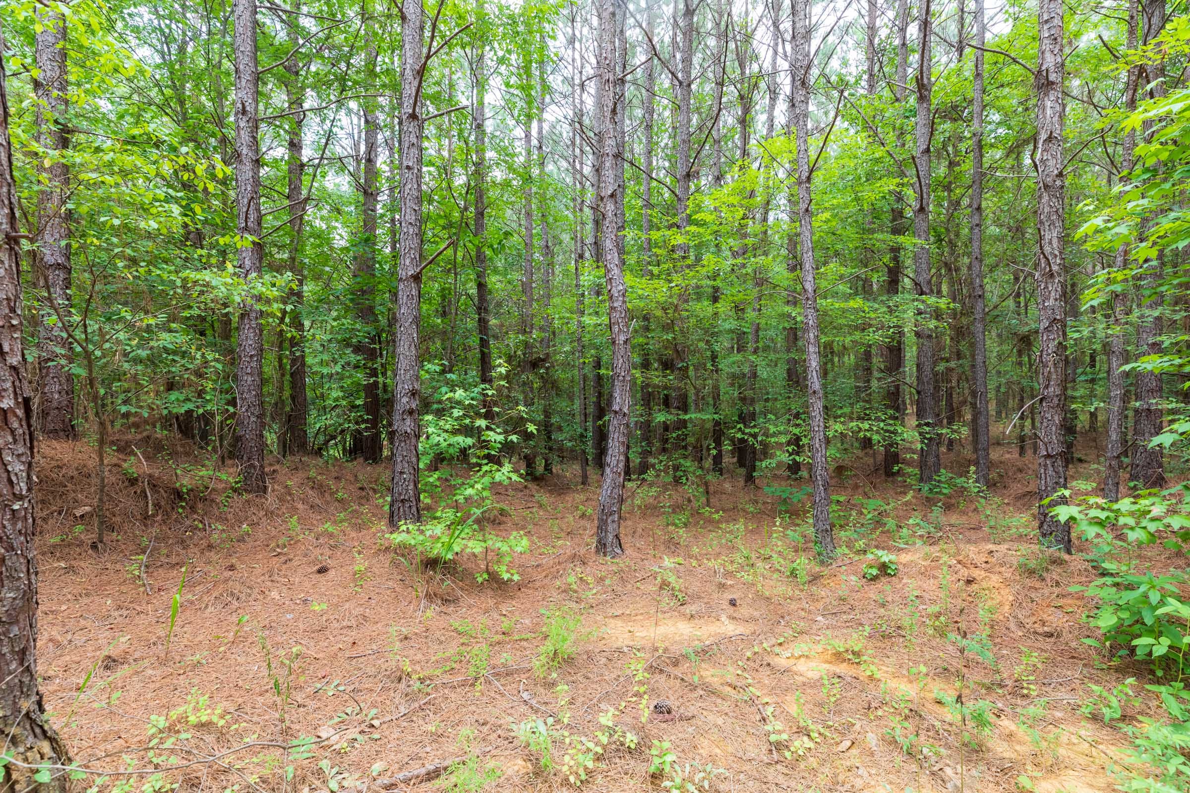 Whiskey Ridge Tract 19 photo 11