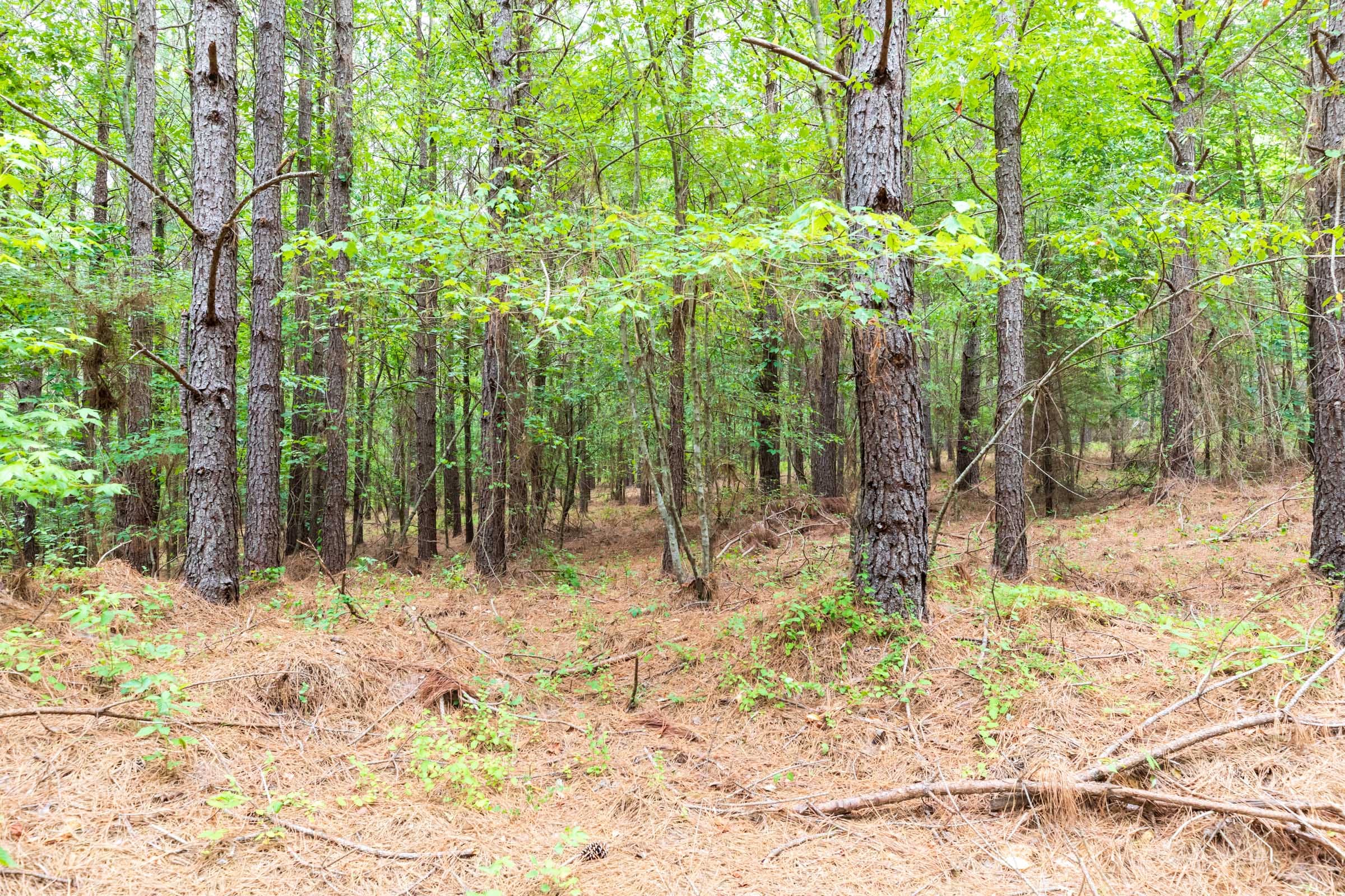 Whiskey Ridge Tract 19 photo 13