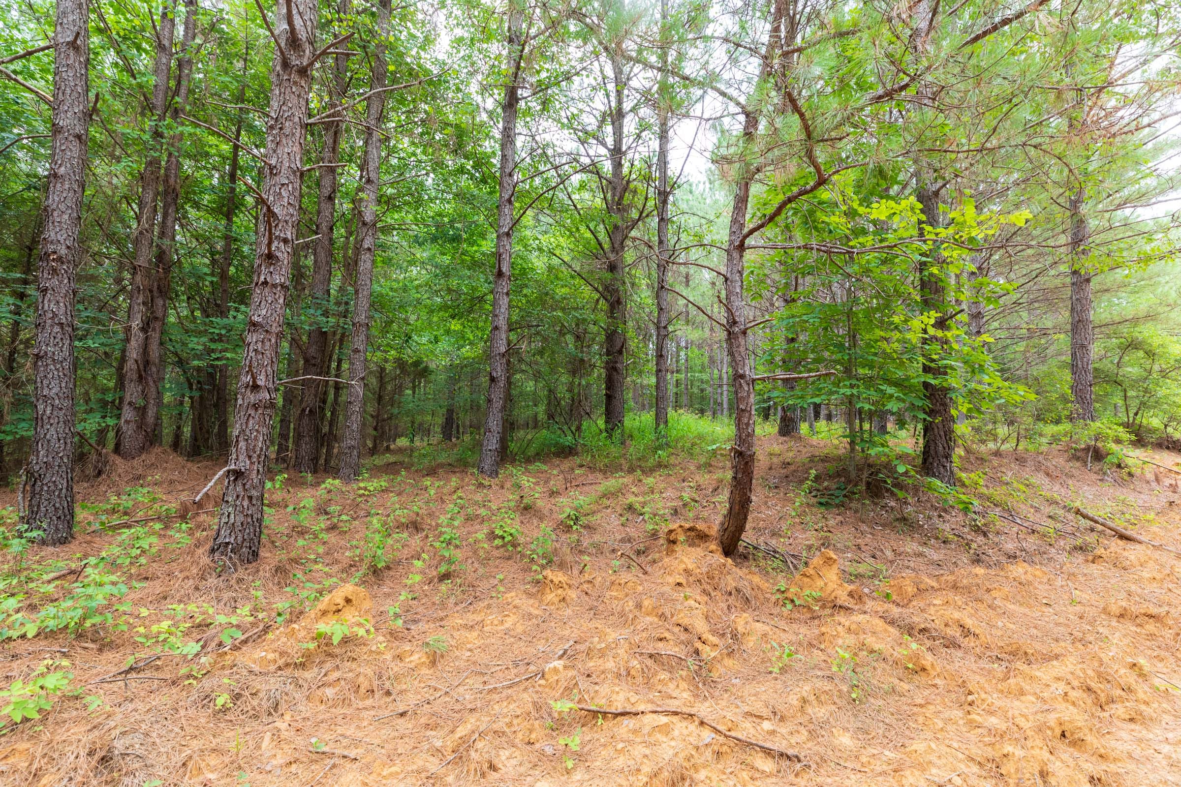 Whiskey Ridge Tract 19 photo 12