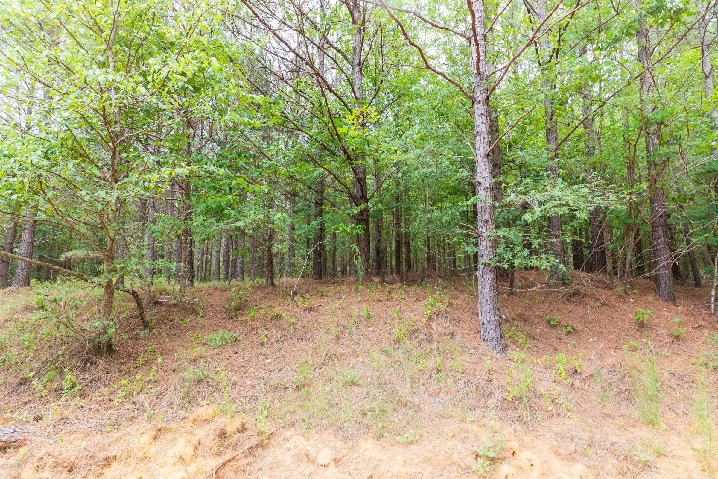 Whiskey Ridge Tract 19 photo 14