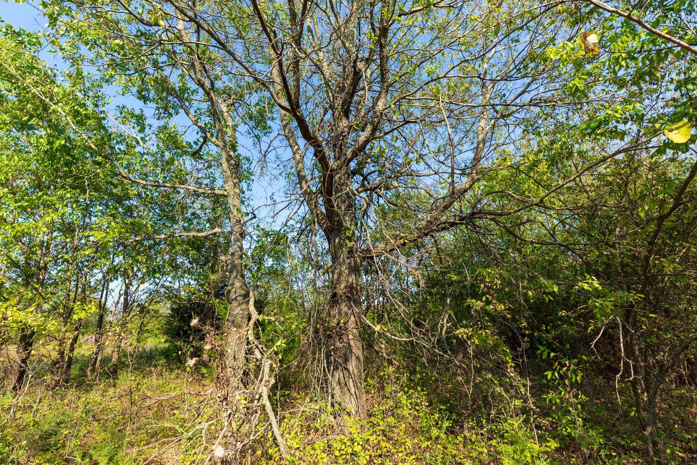 Canyon Creek Tract 19 photo 5