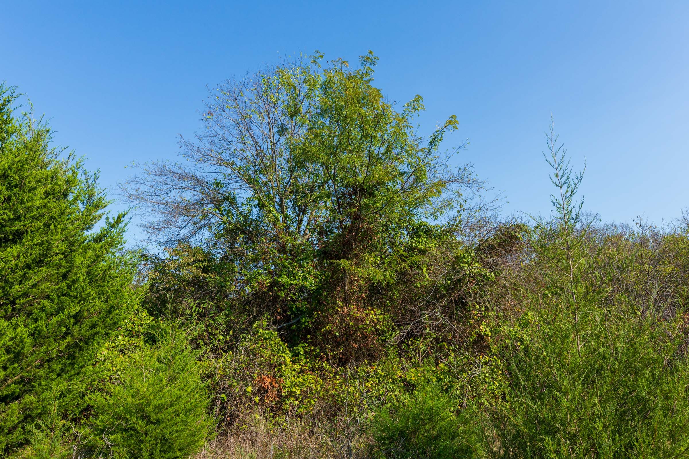 Canyon Creek Tract 19 photo 10