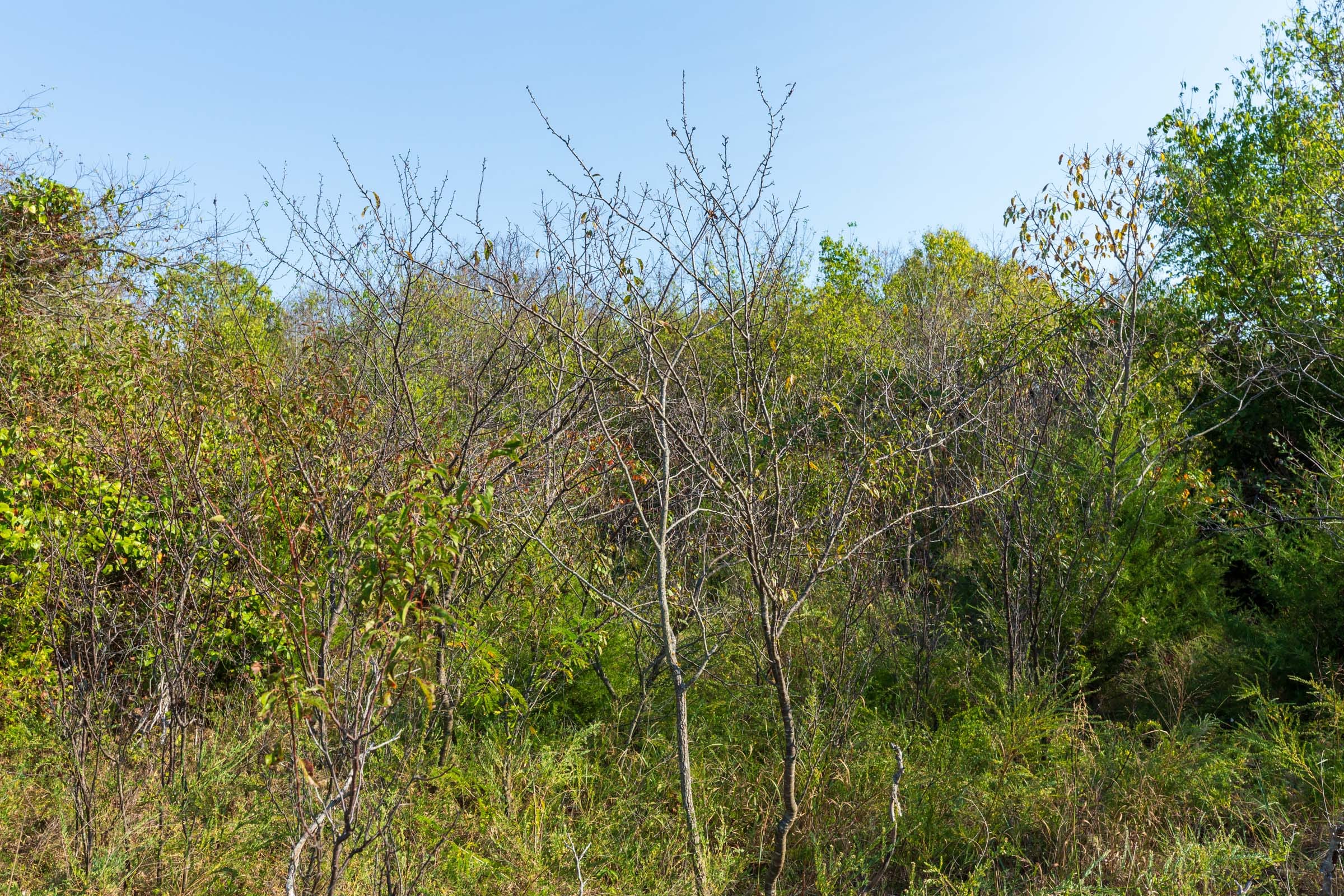 Canyon Creek Tract 19 photo 11