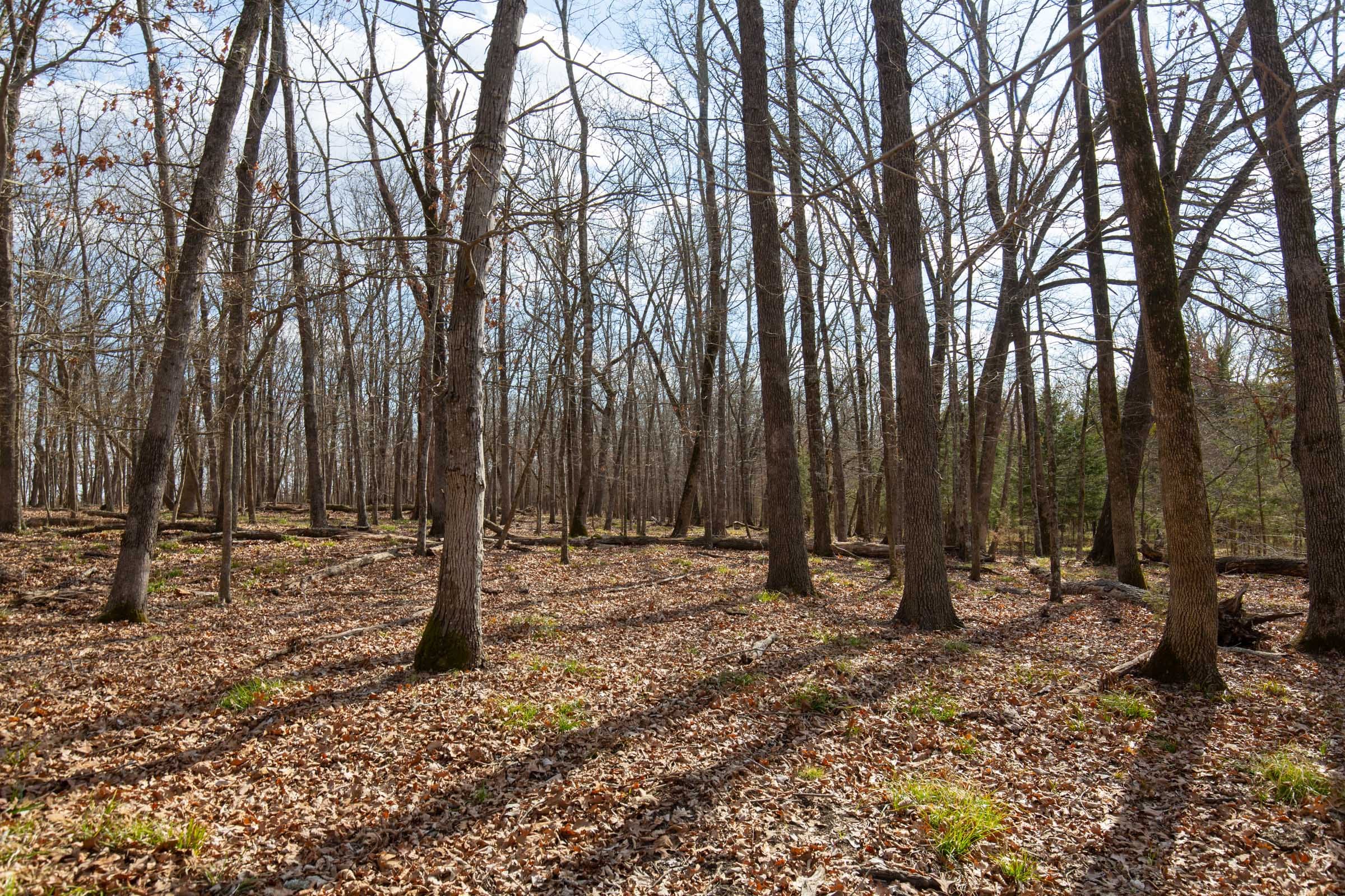 Wishing Star Ranch Tract 64 photo 11