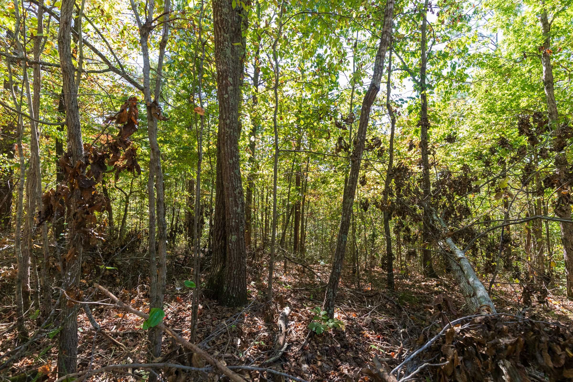 Bear Brook Tract 5 photo 7